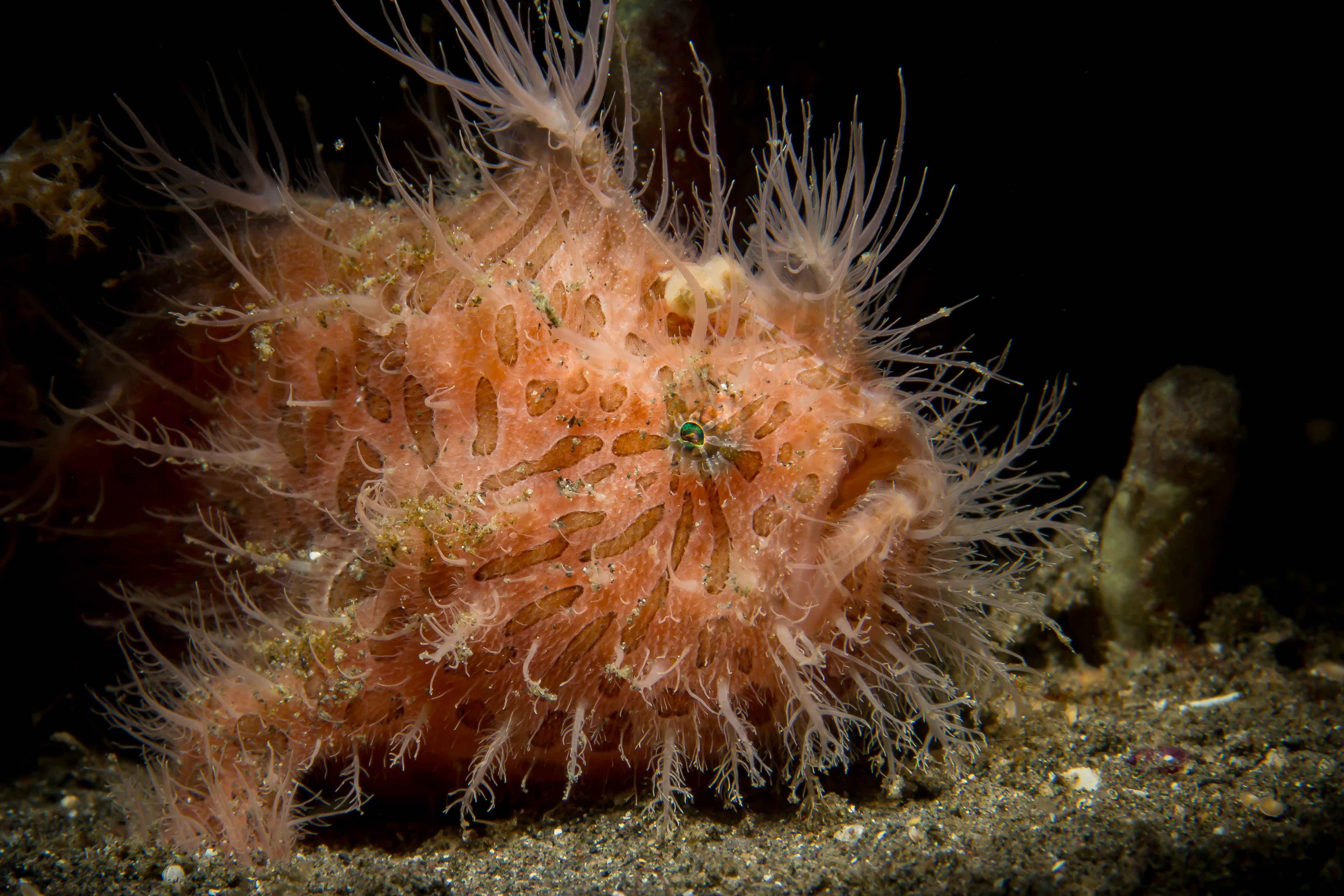ANTENNARIUS STRIATUS