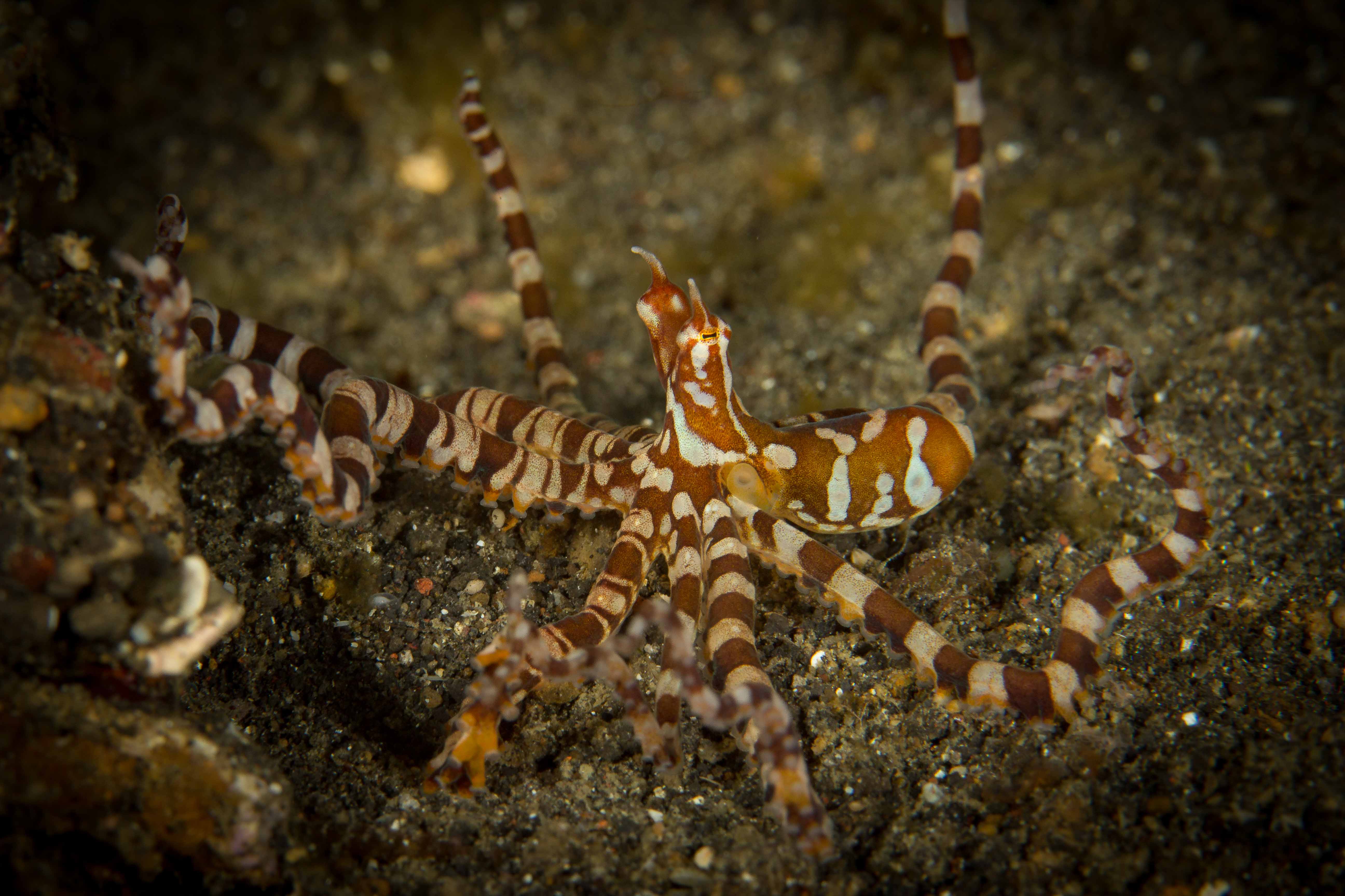 WUNDERPUS PHOTOGENICUS