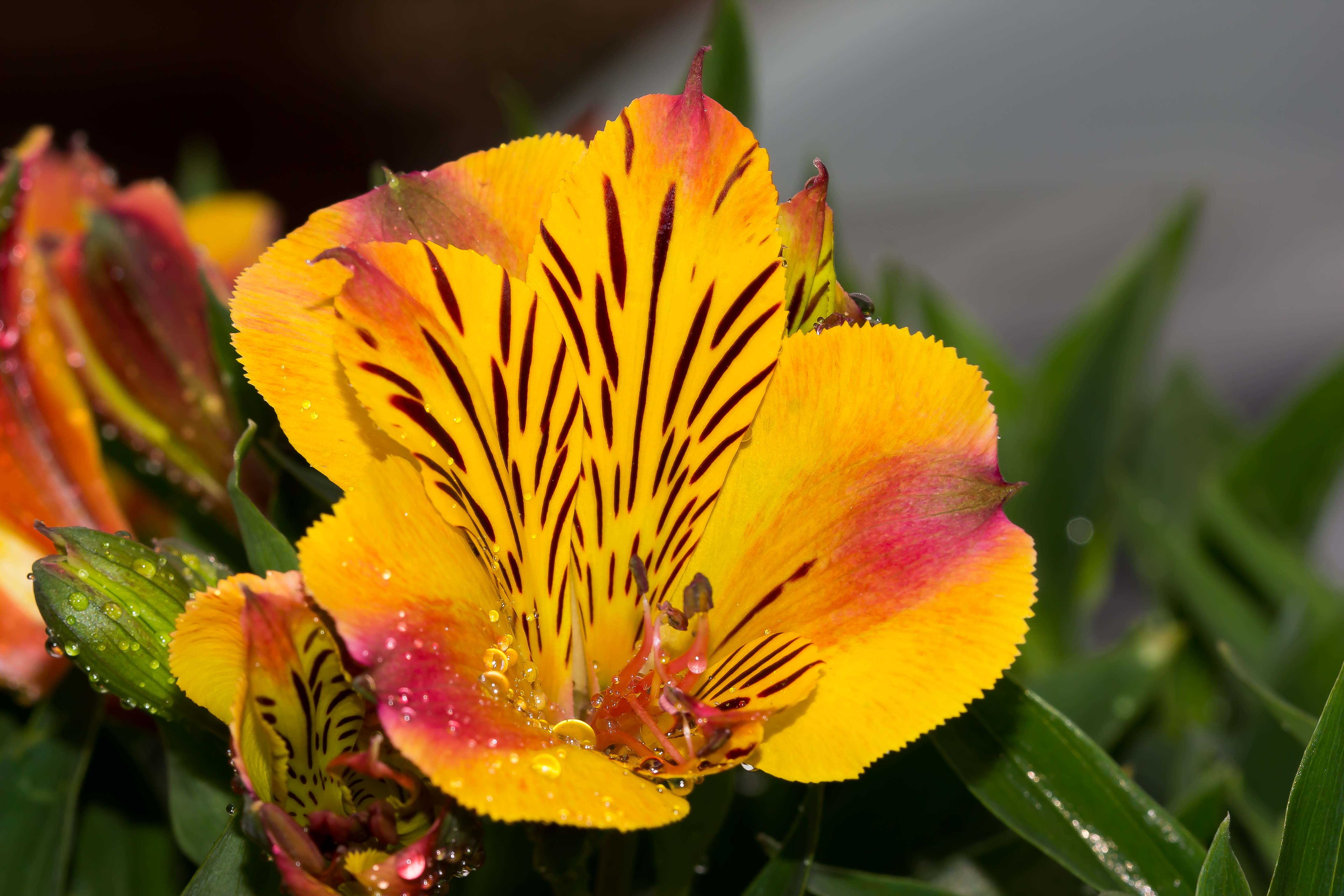 MAMA’S FLOWERS