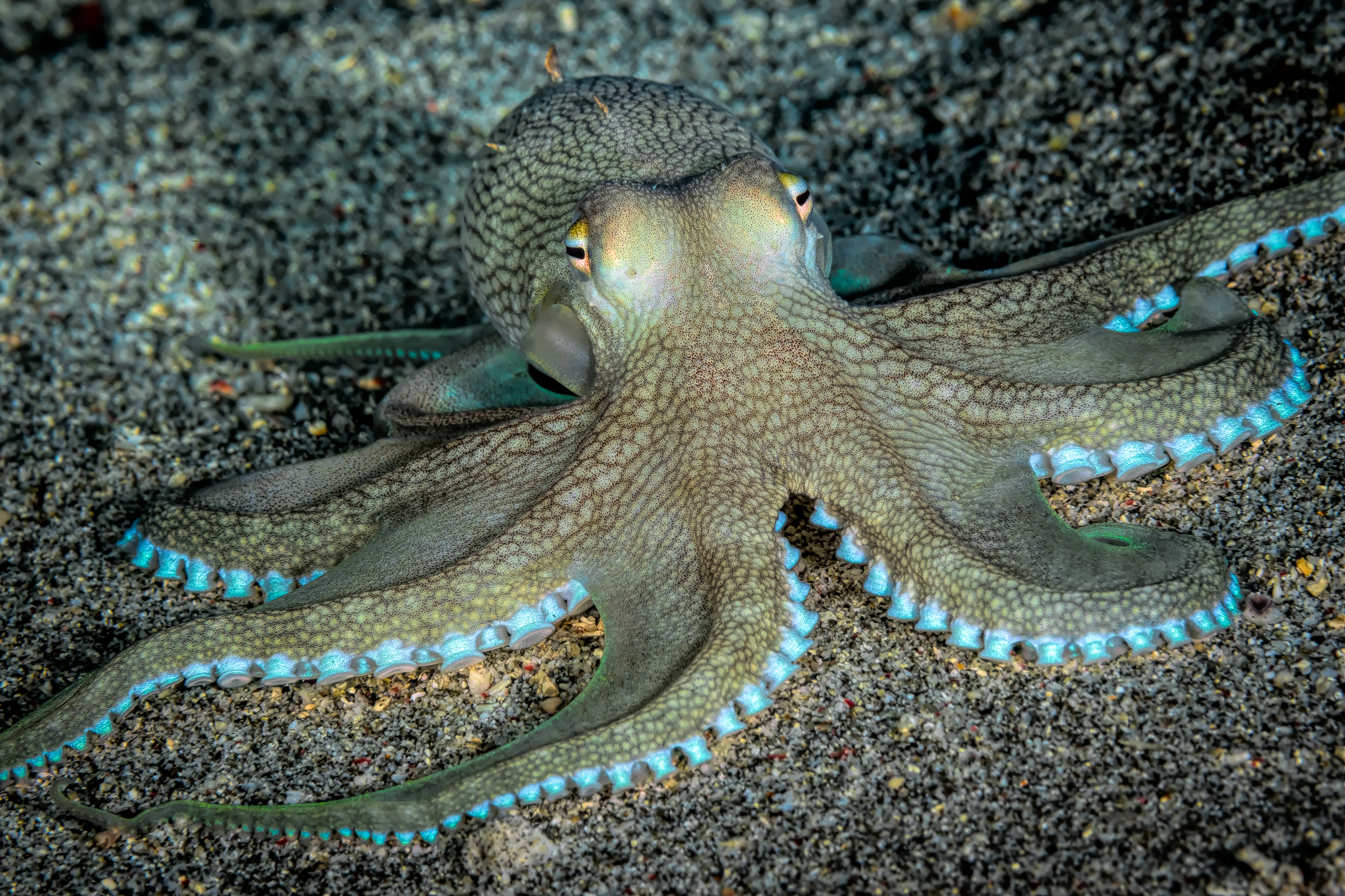 AMPHIOCTOPUS MARGINATUS