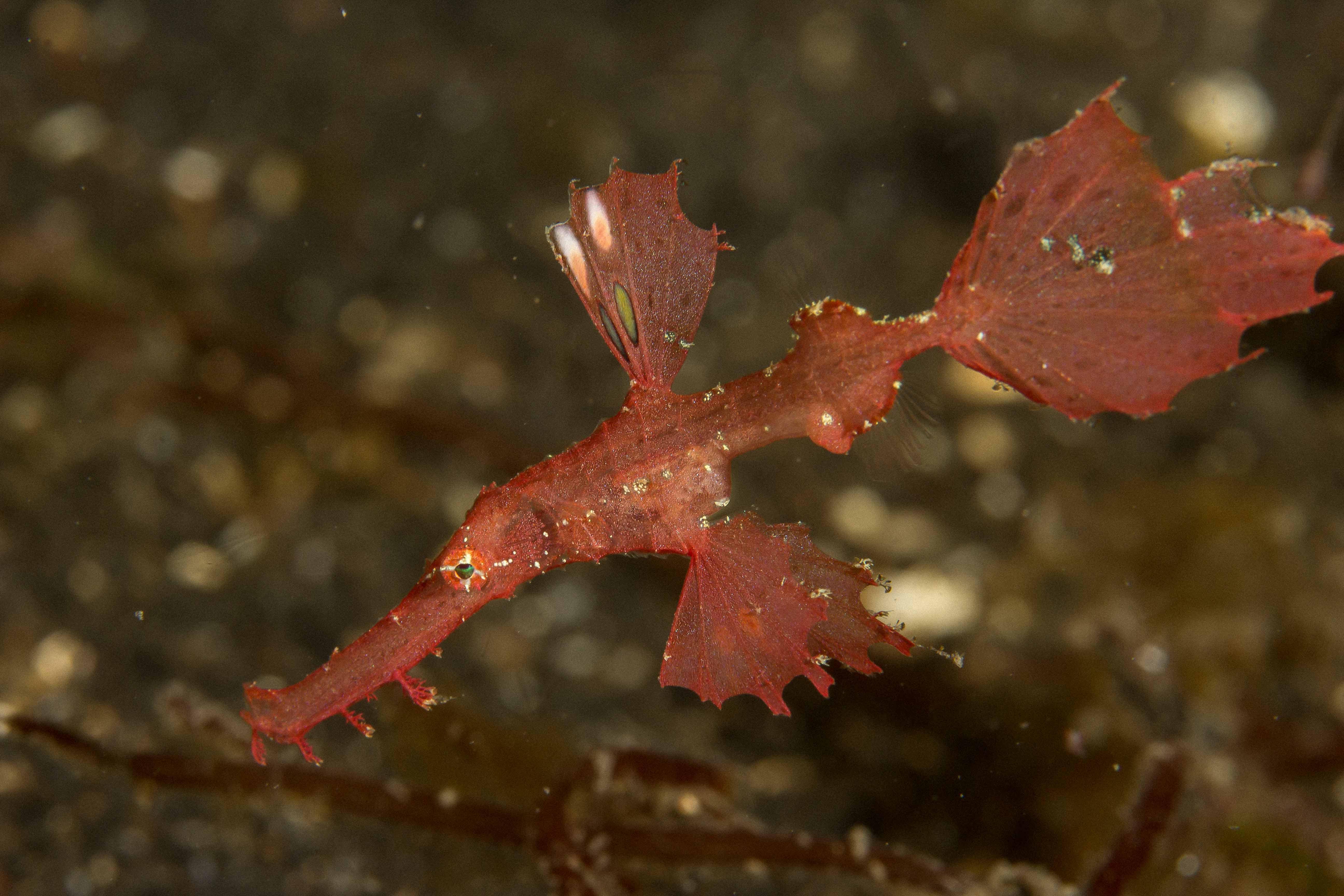 SOLENOSTOMUS CYANOPTERUS