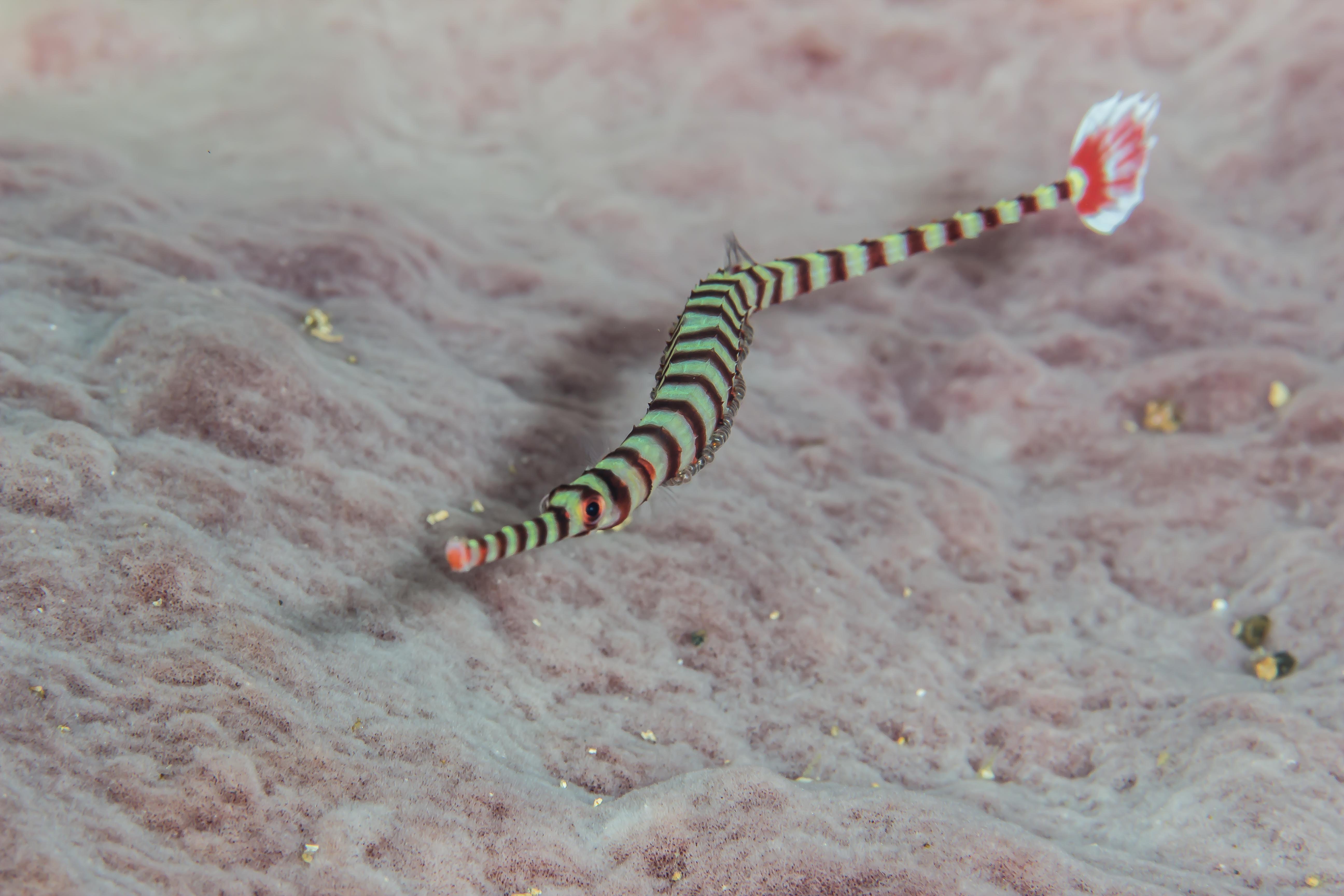 DUNCKEROCAMPUS DACTYLIOPHORUS