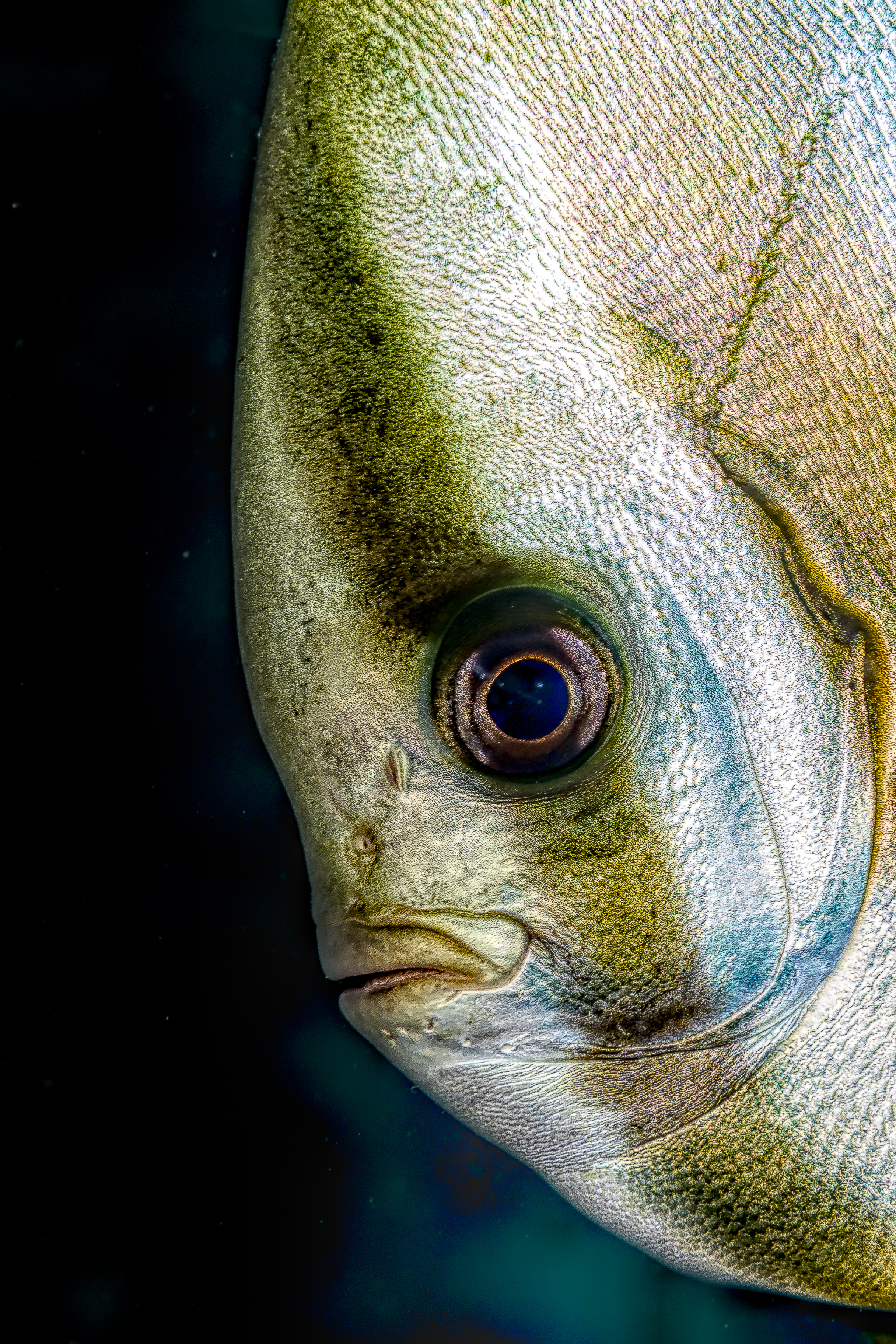 PLATAX PINNATUS