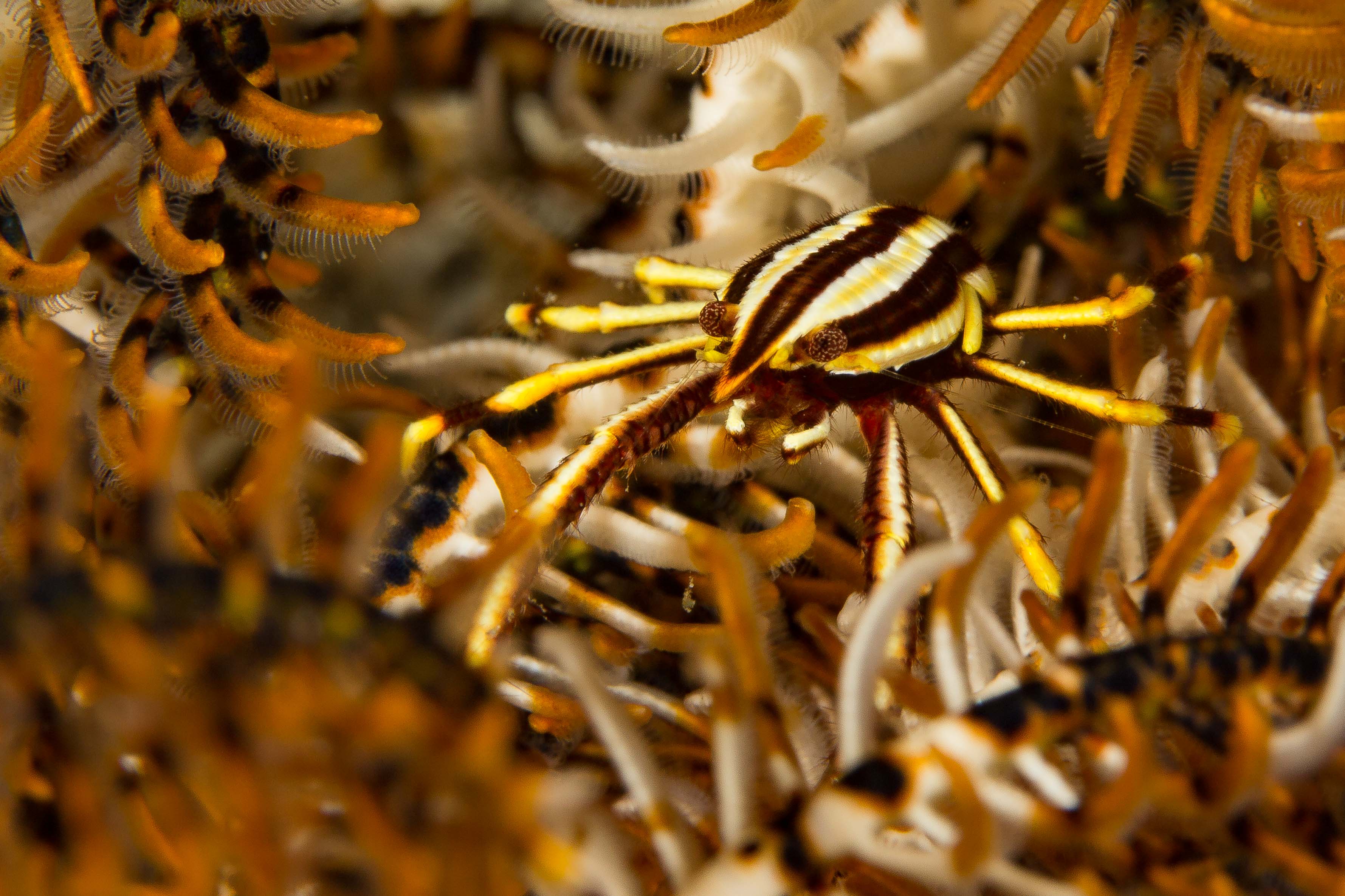 ALLOGALATHEA ELEGANS