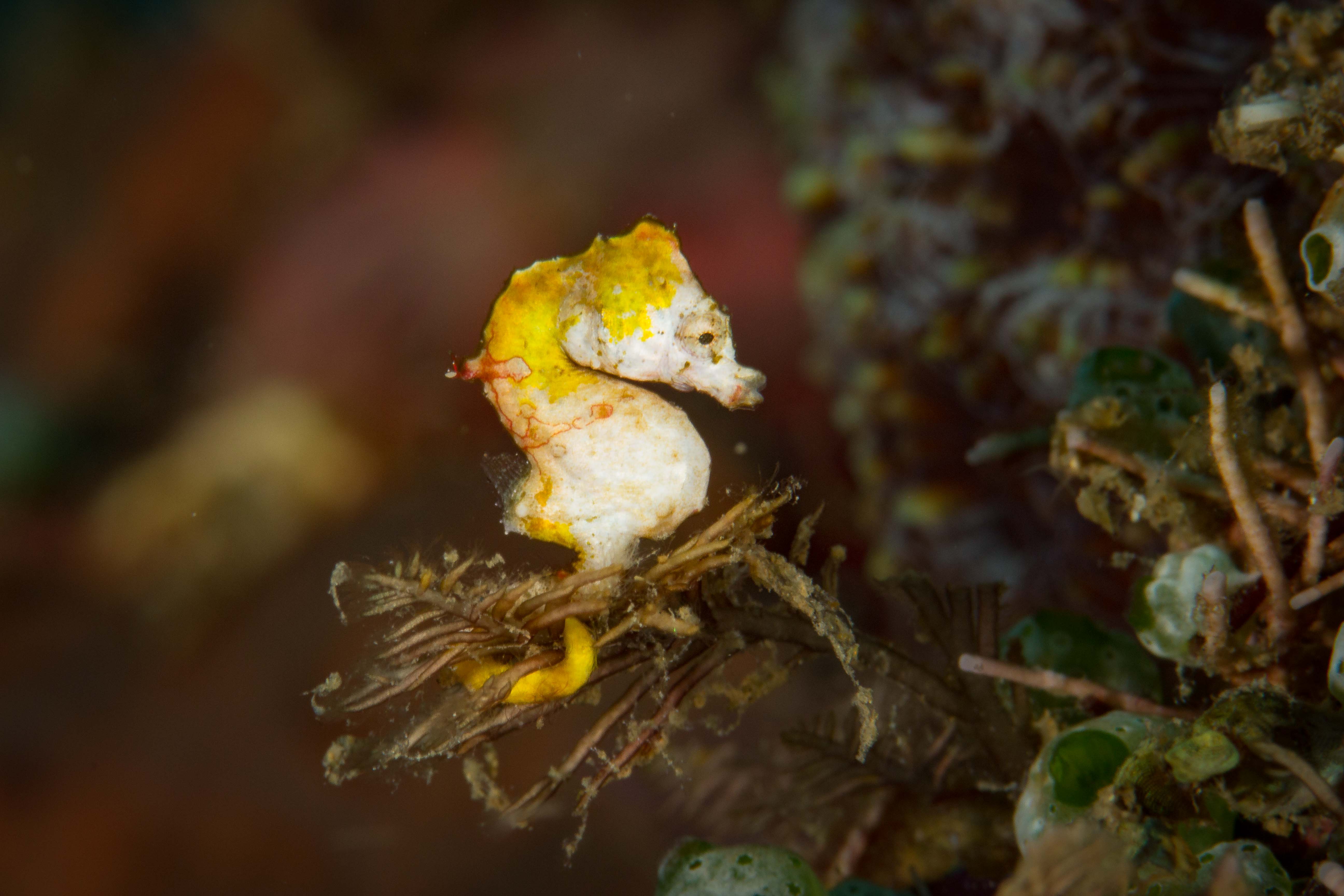 HIPPOCAMPUS PONTOHI