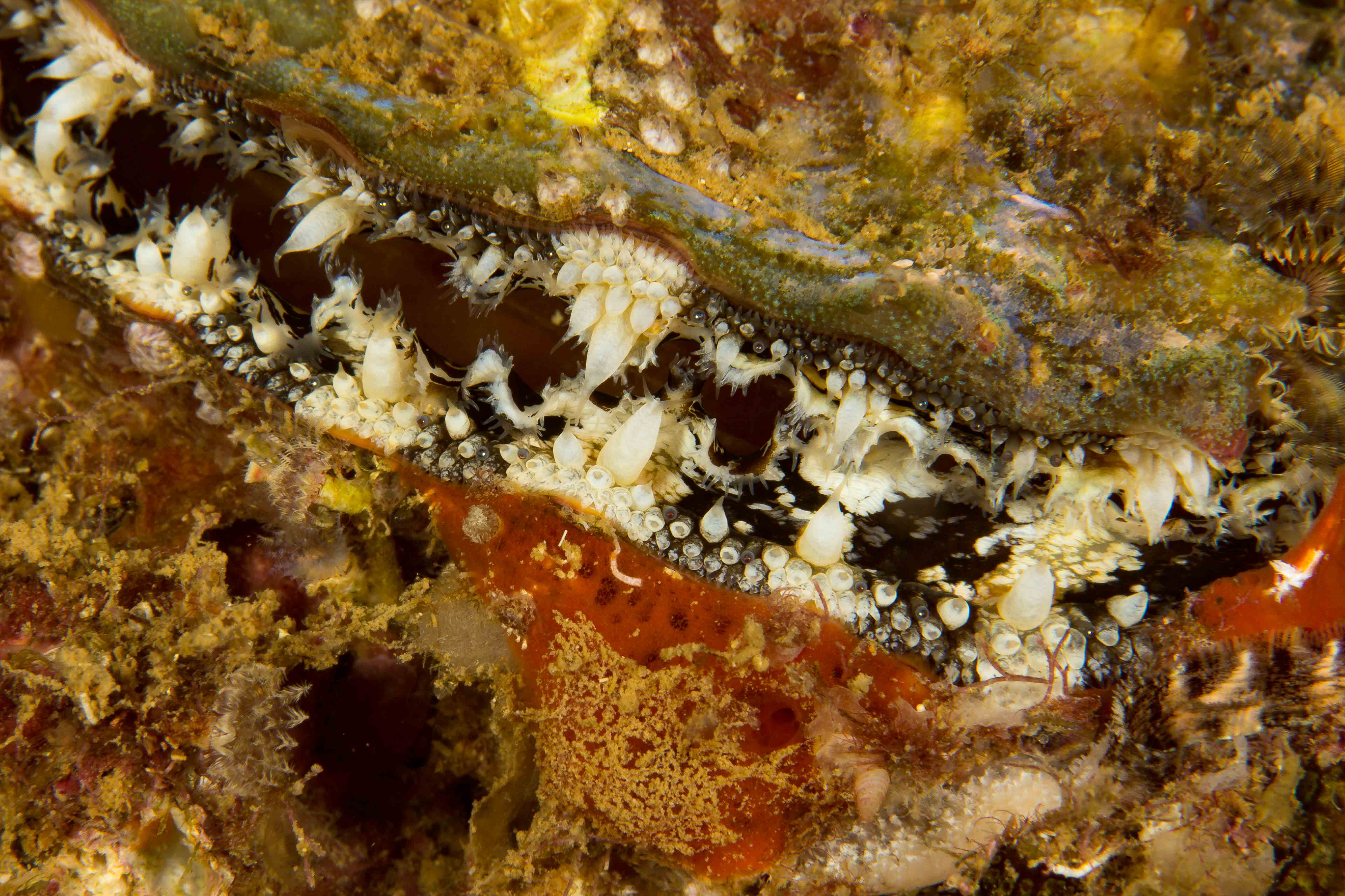 CLAM