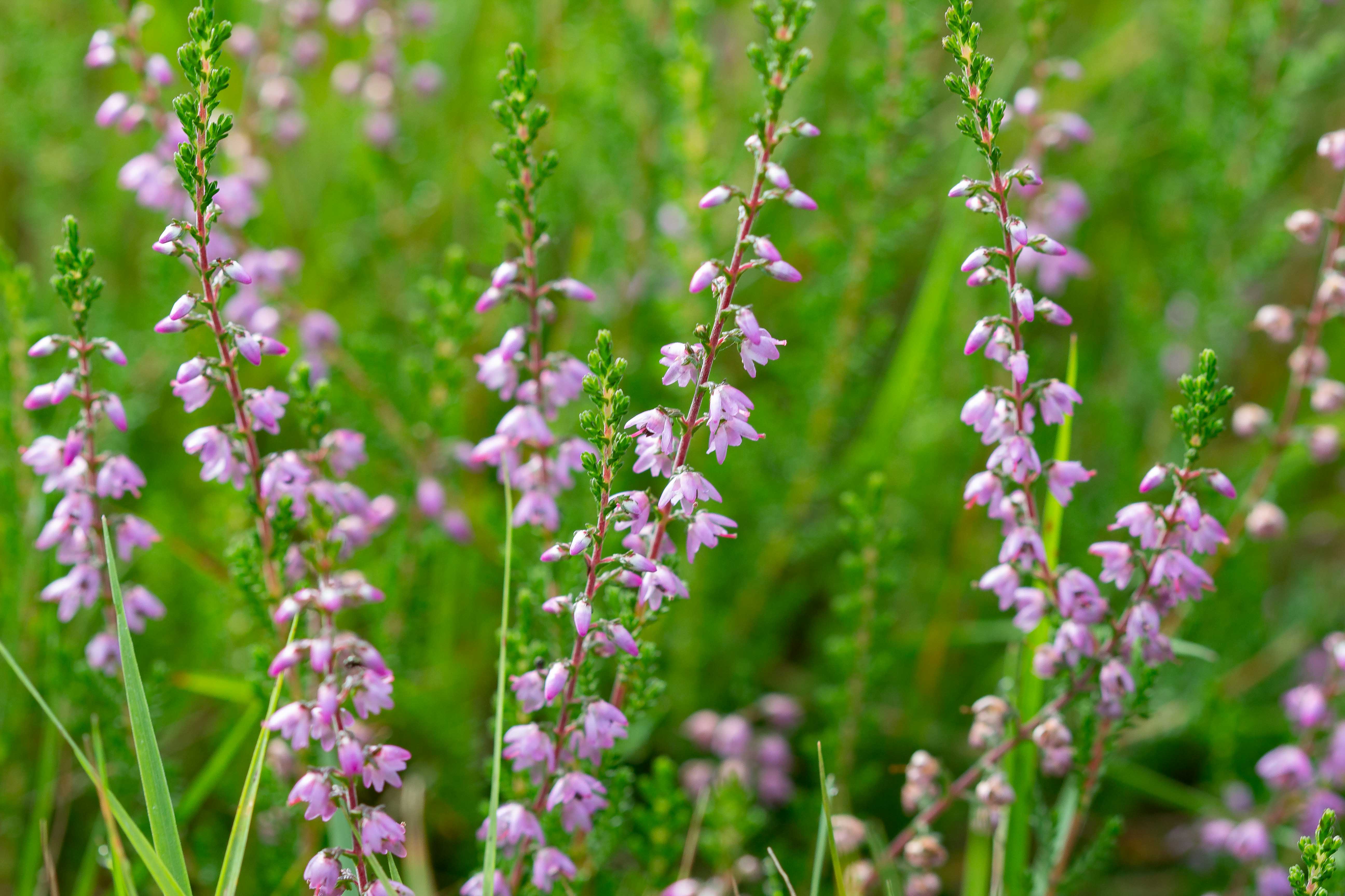 HEATHER BELLS