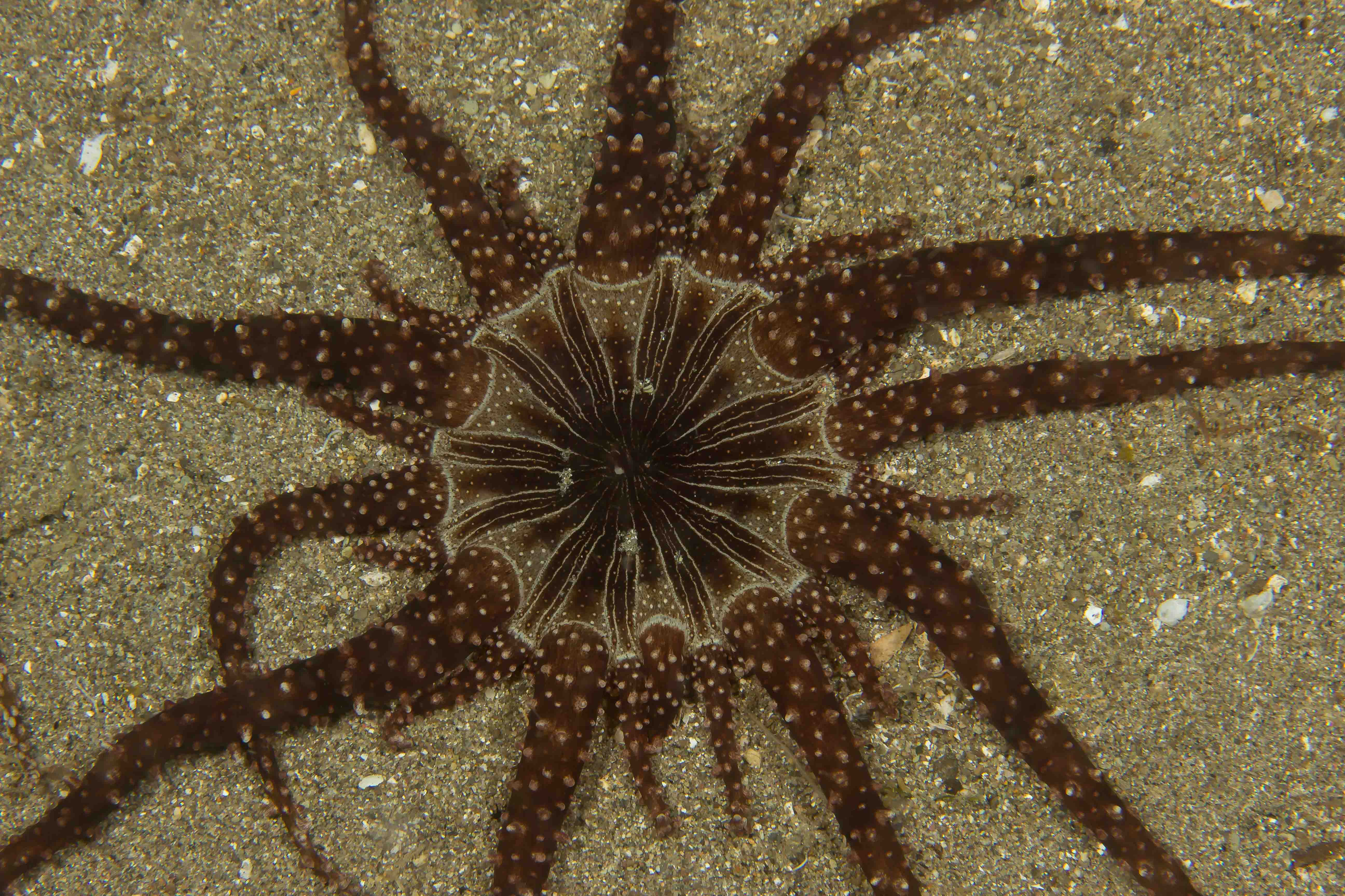 ACTINOSTEPHANUS HAECKELI
