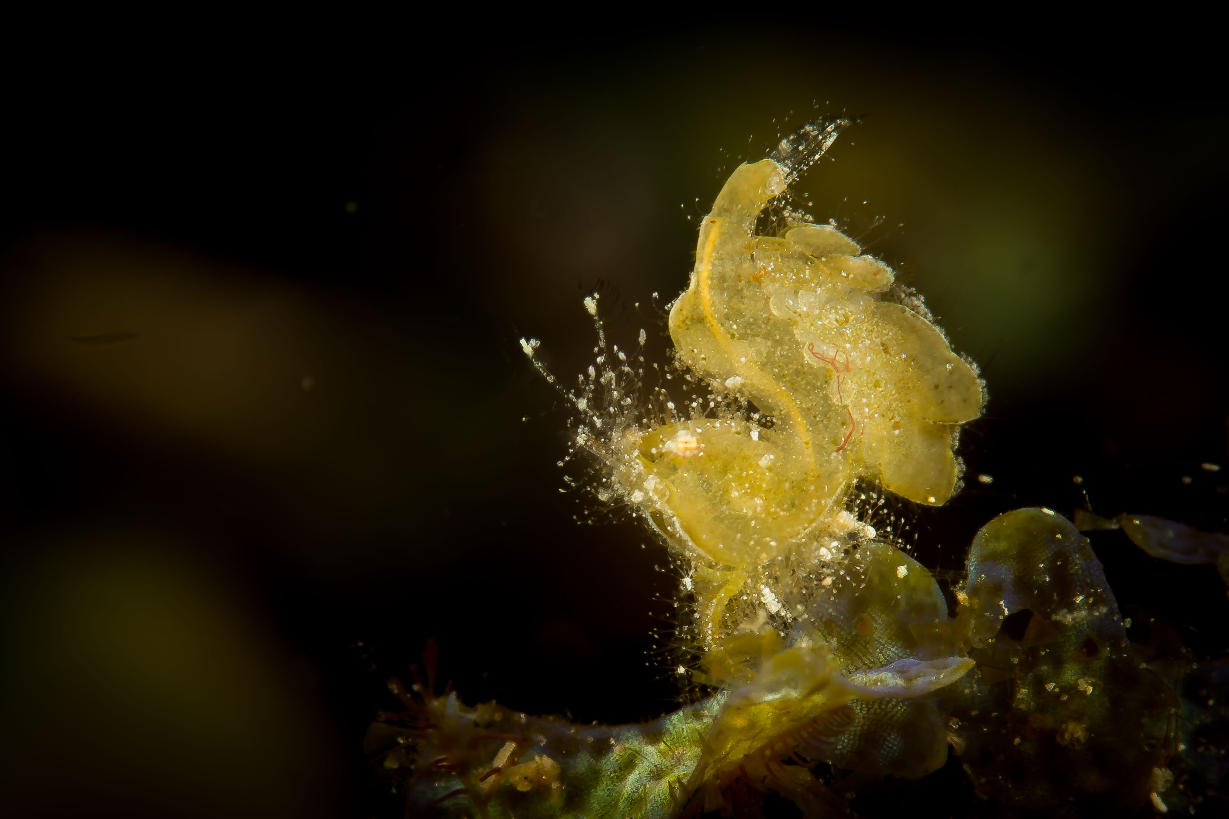 PHYCOCARIS SIMULANS