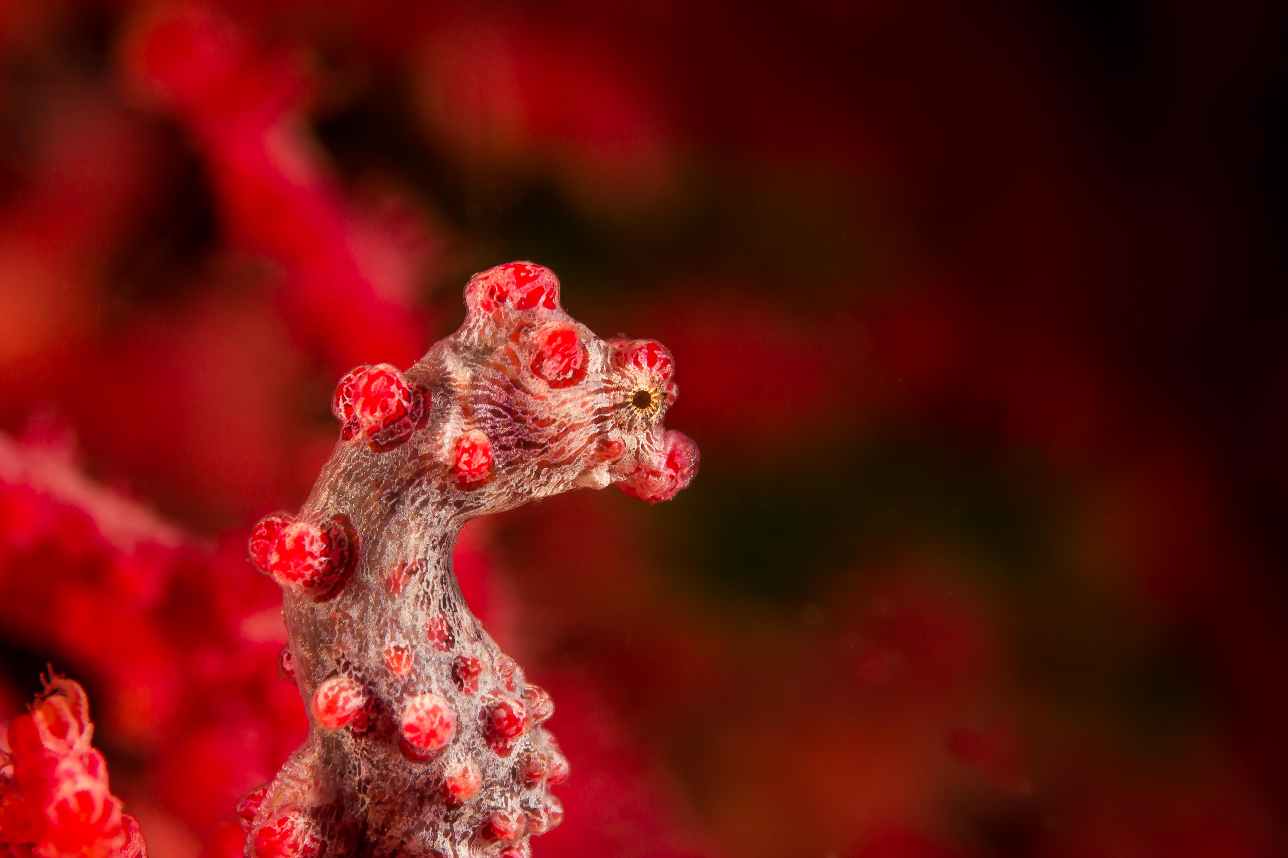 HIPPOCAMPUS BARGIBANTI