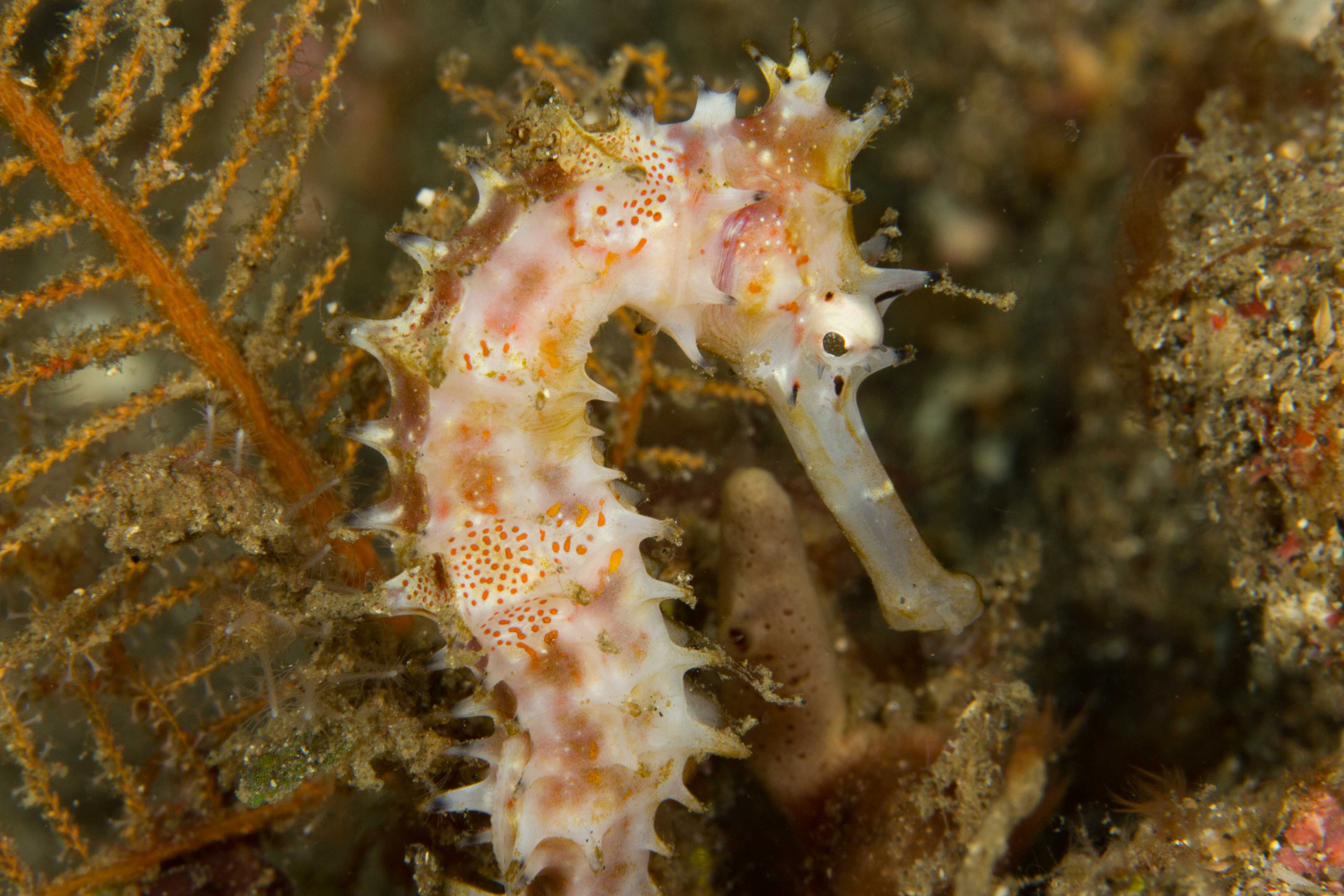 HIPPOCAMPUS HISTRIX