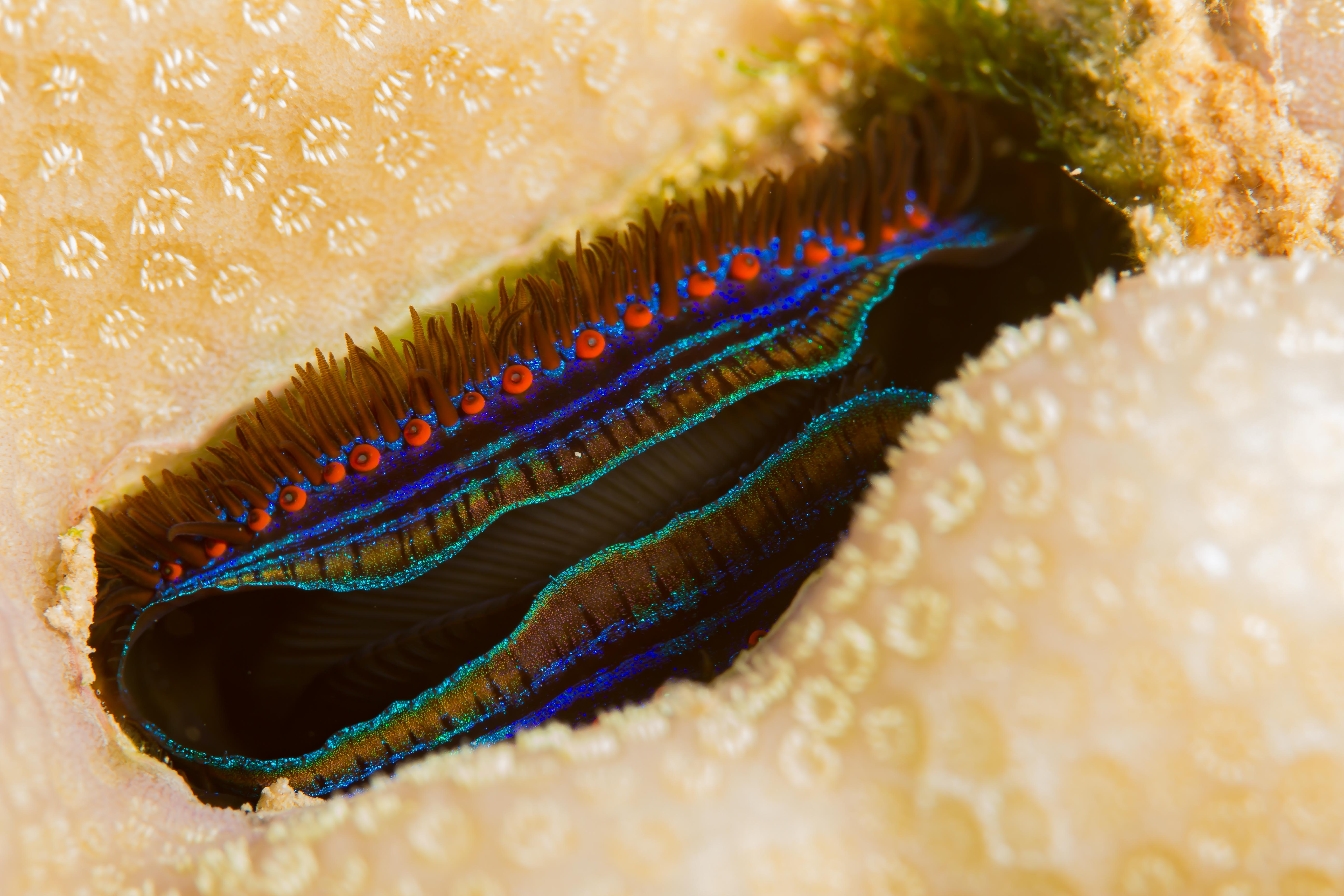 PEDUM SPONDYLOIDEUM