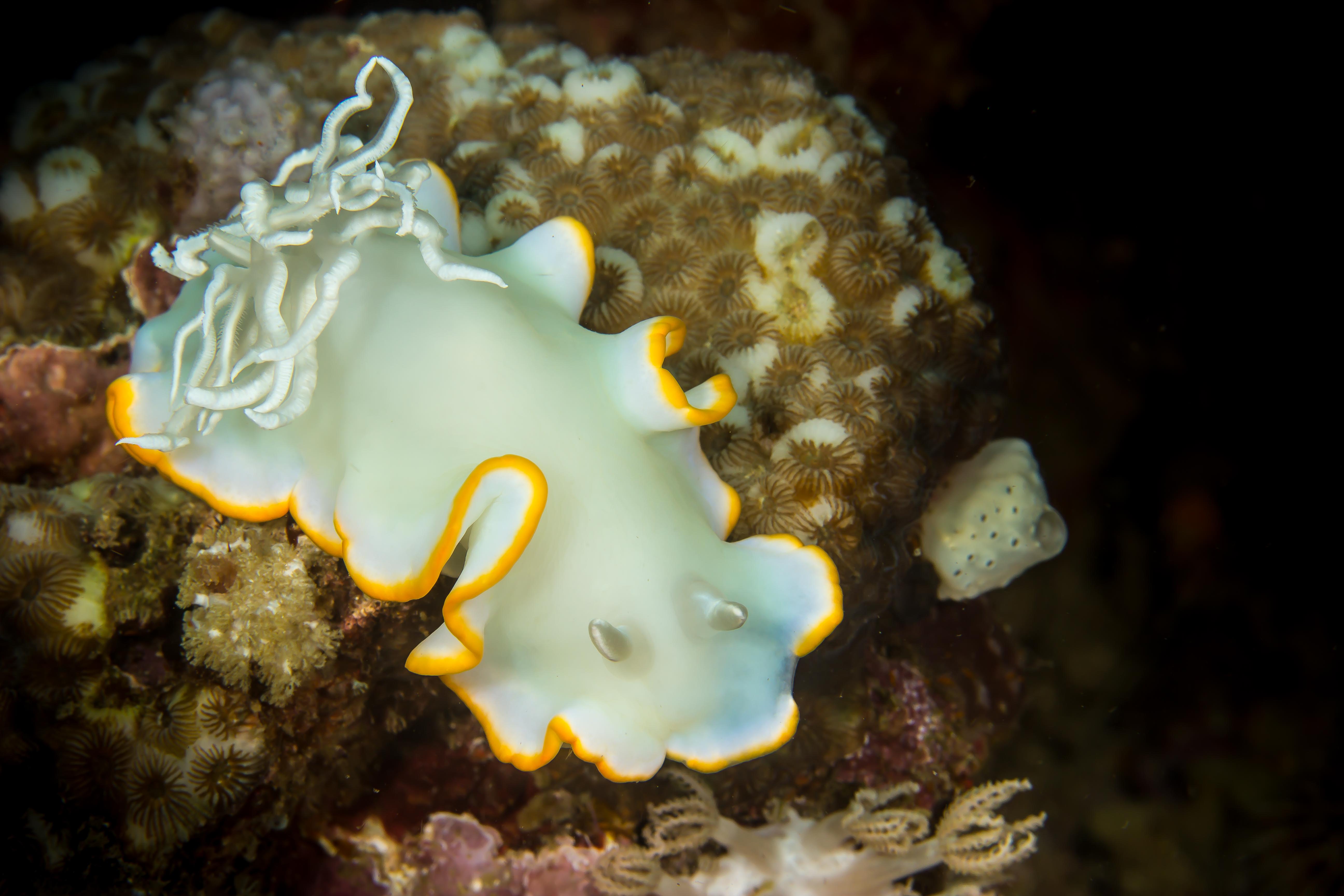 ARDEADORIS EGRETTA