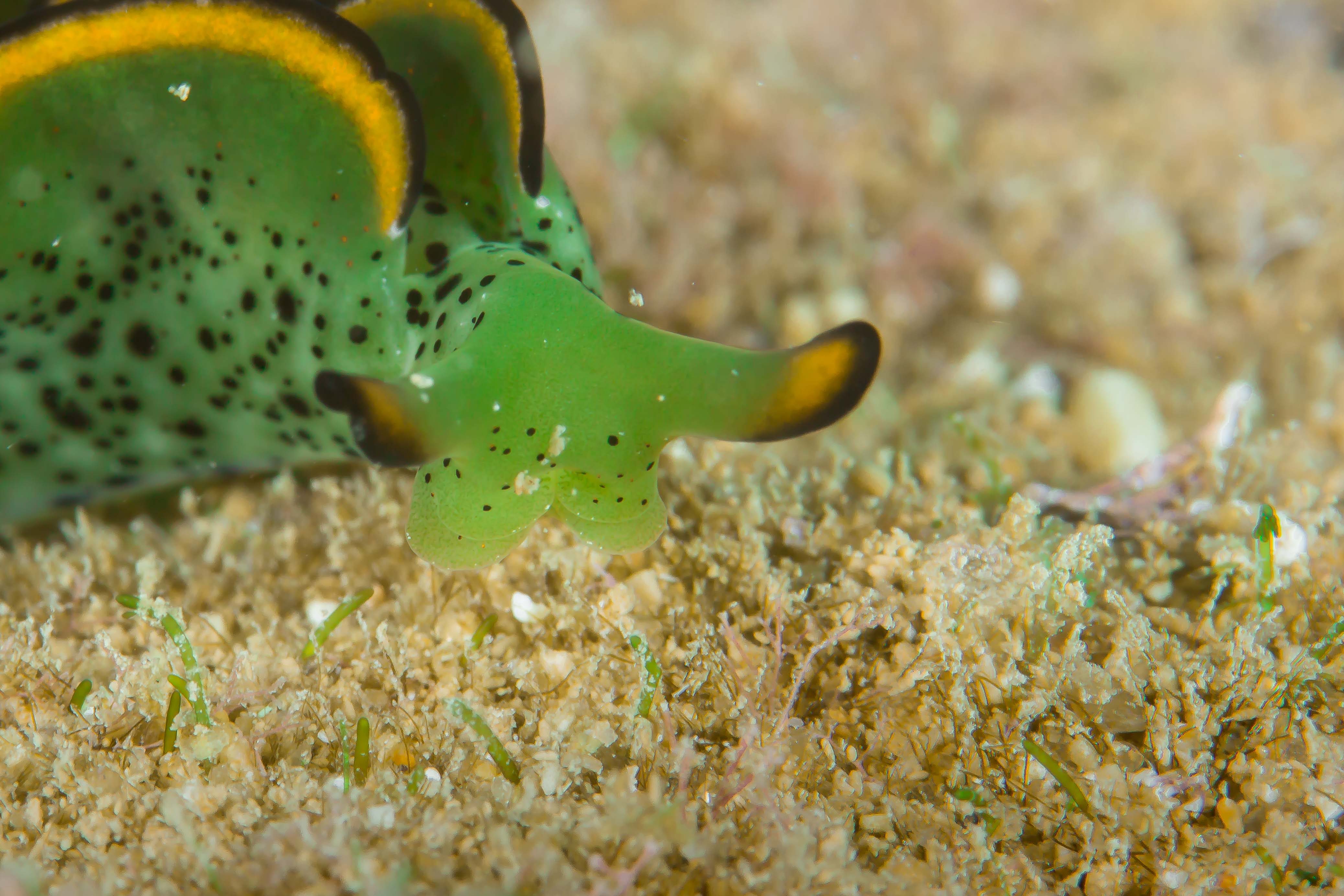 ELYSIA MARGINATA