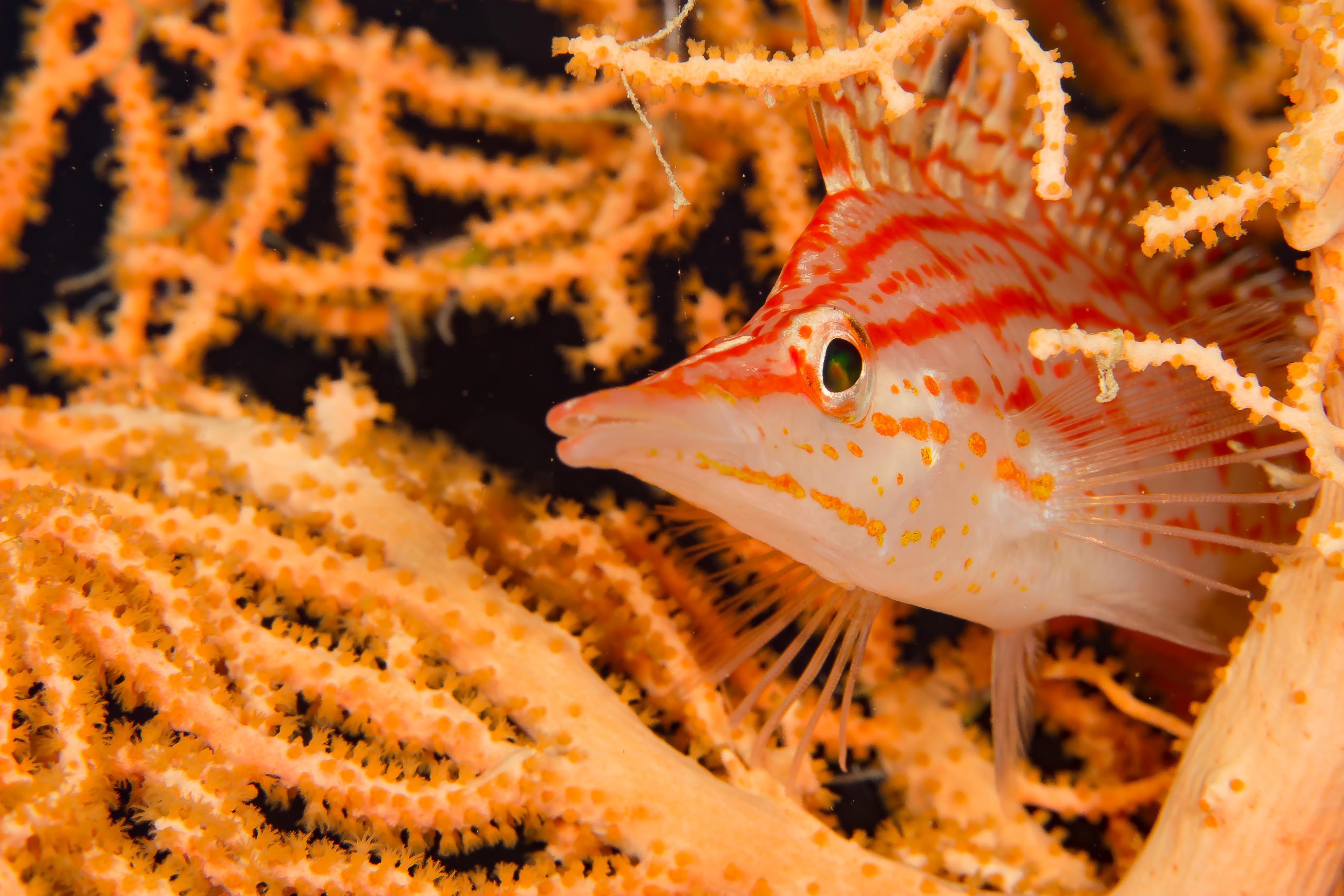 OXYCIRRHITES TYPUS