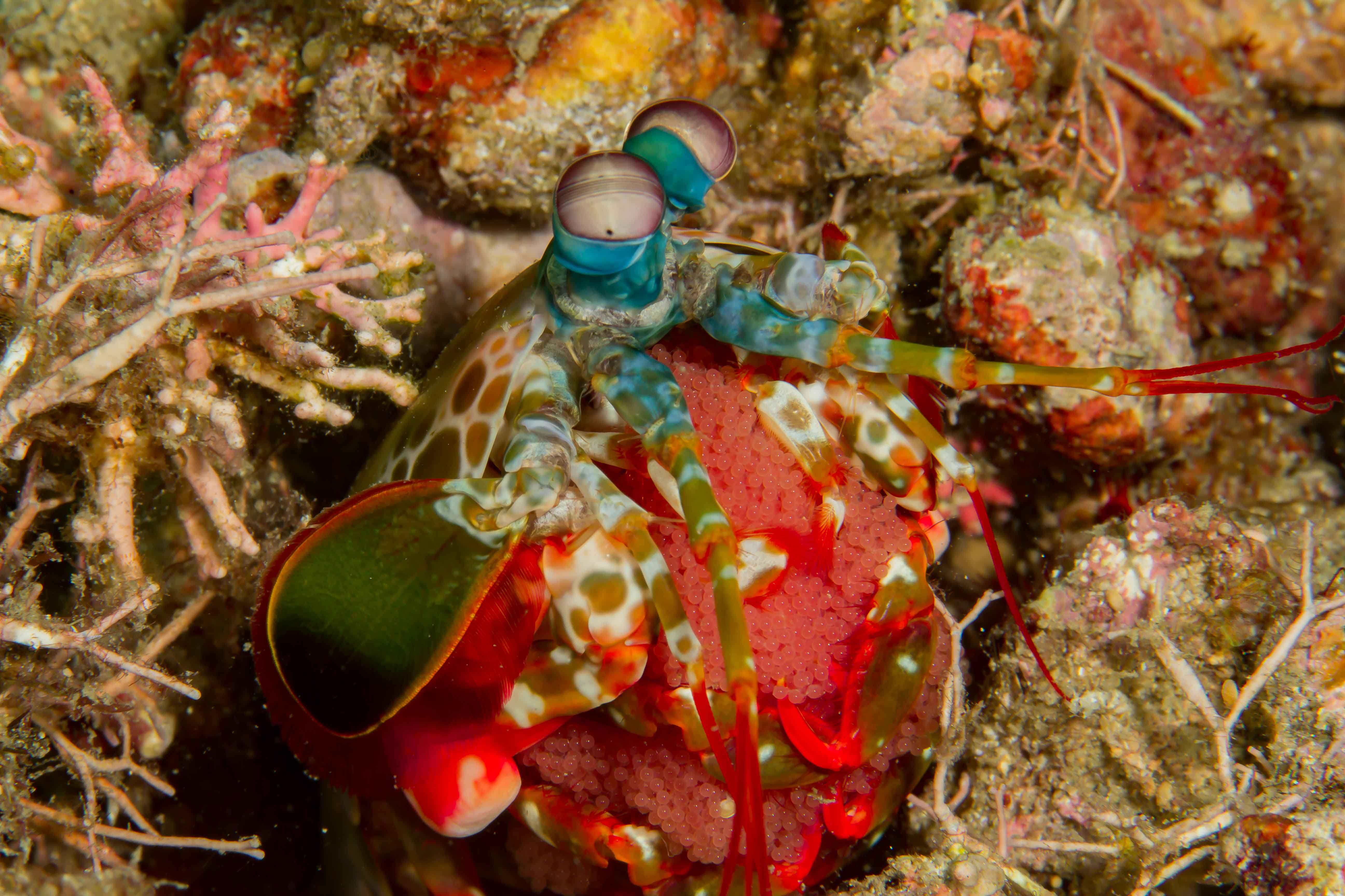 ODONTODACTYLUS SCYLLARUS