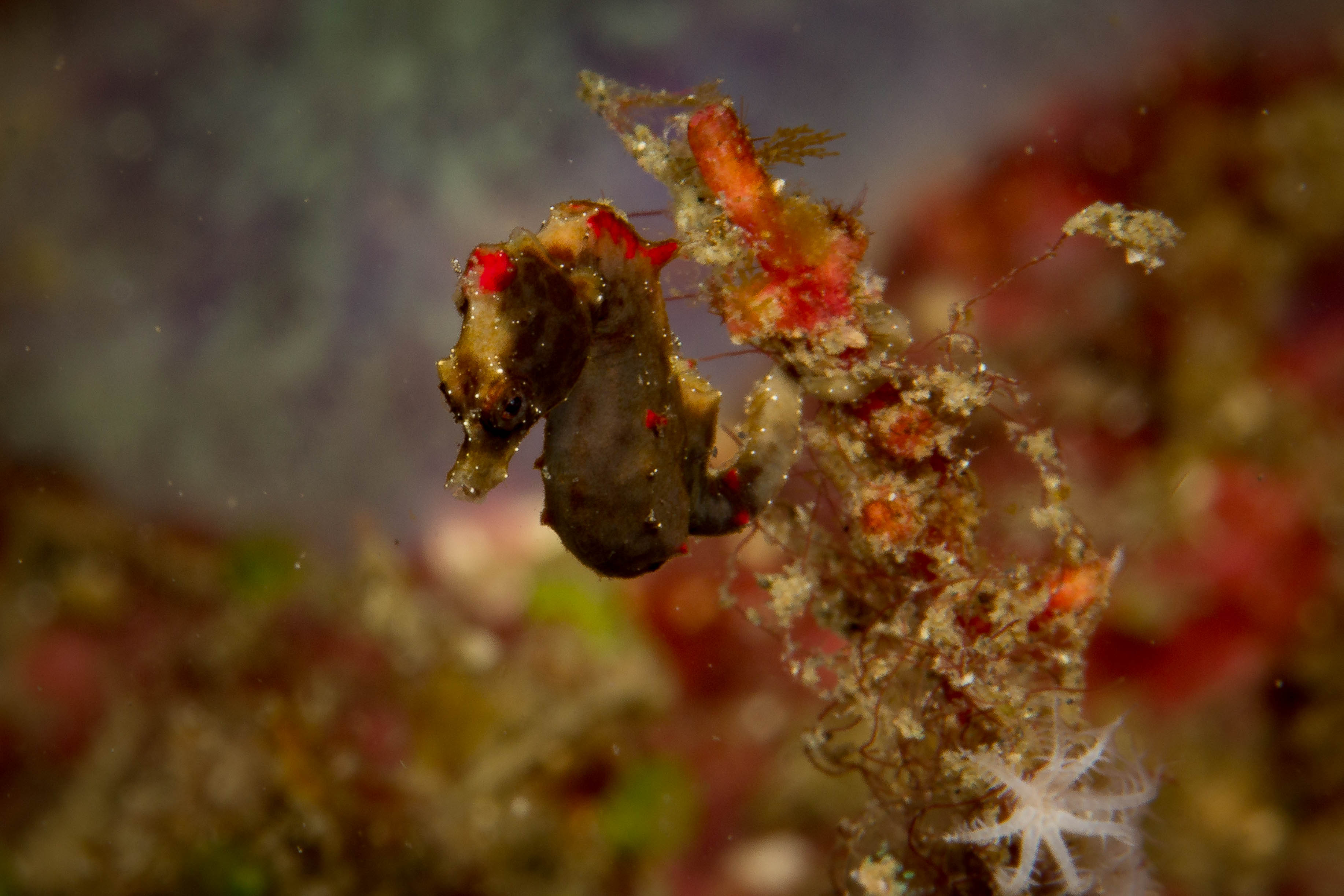 HIPPOCAMPUS SEVERNSI