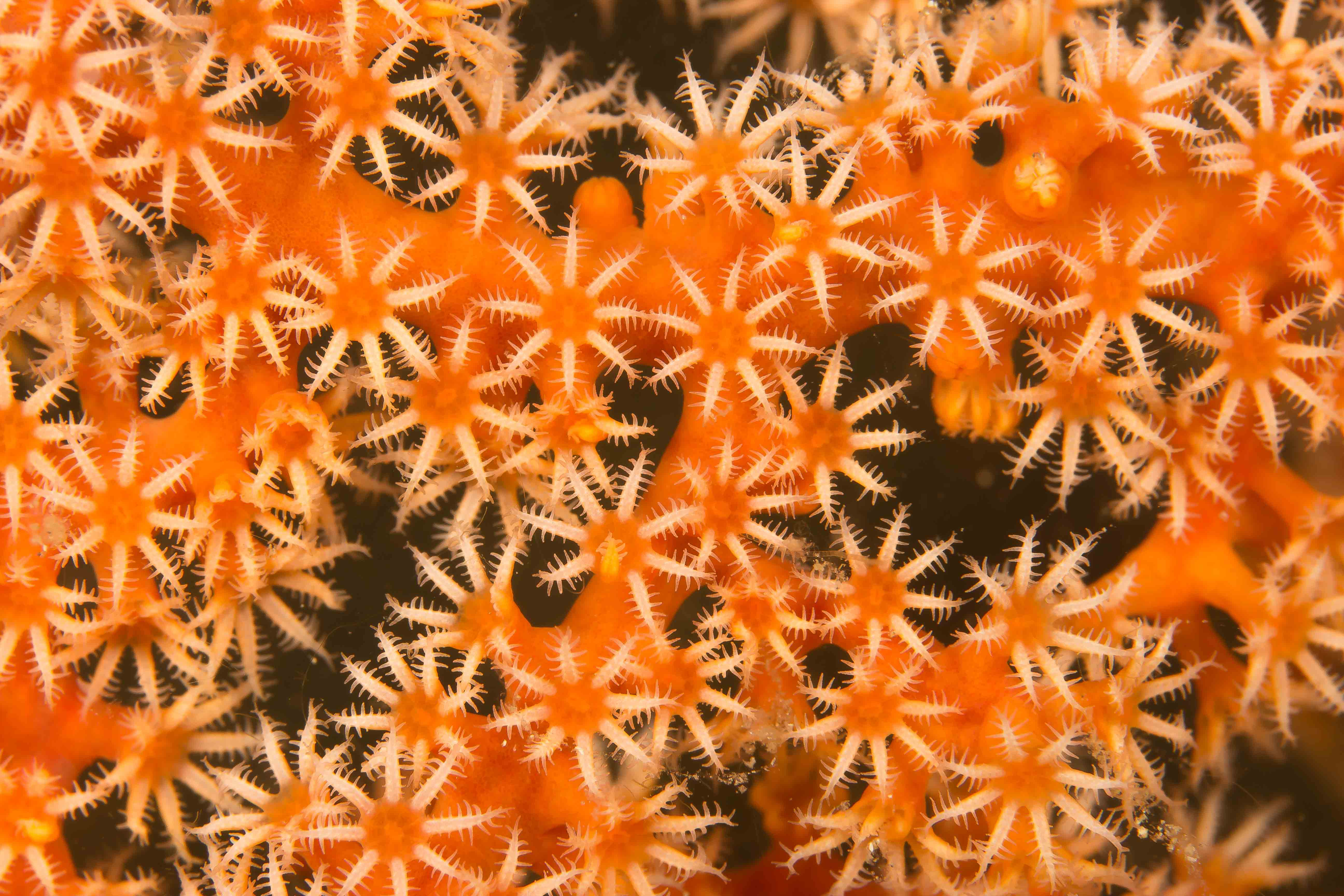 GORGONIANS