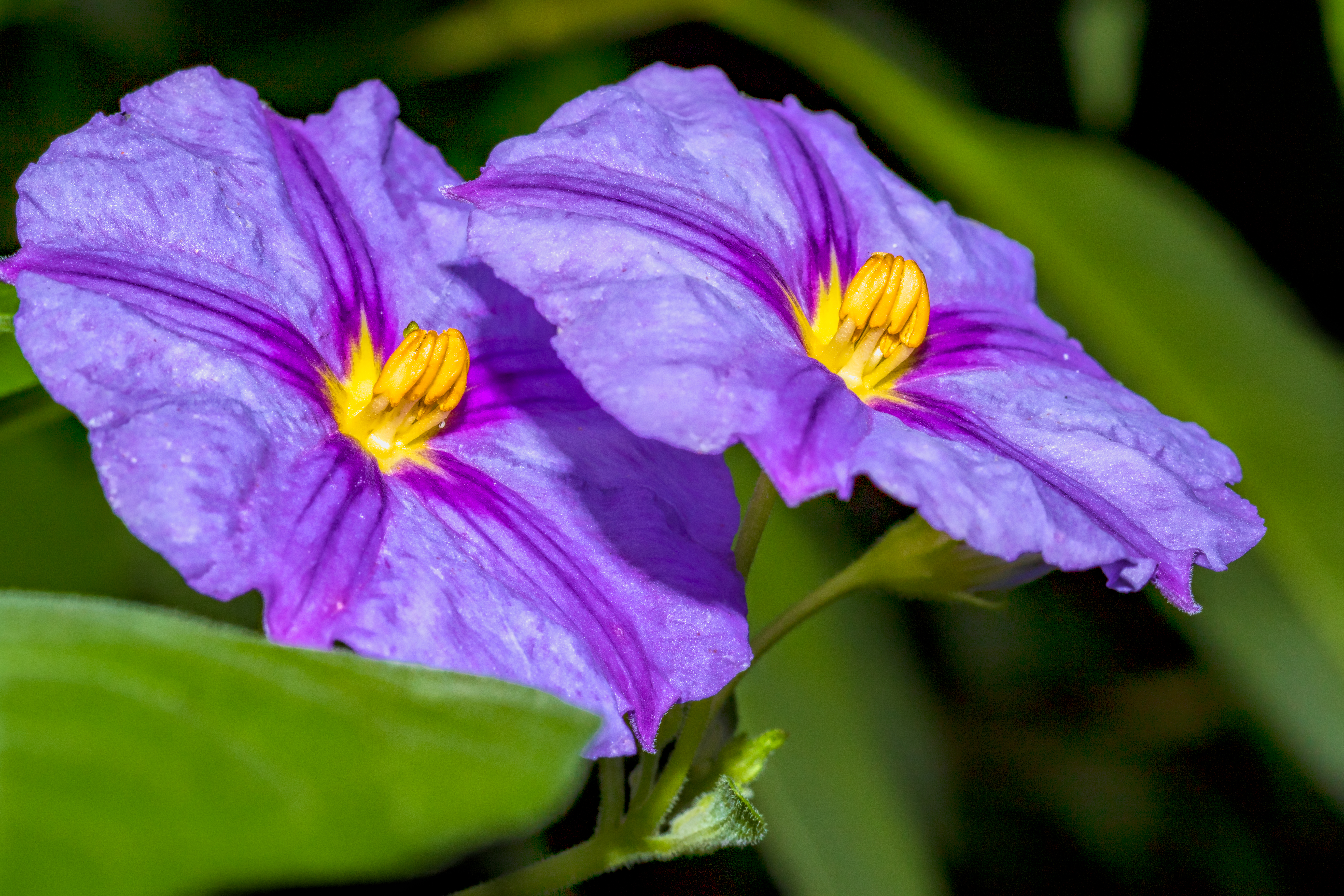 SOLANUM LACINIATUM
