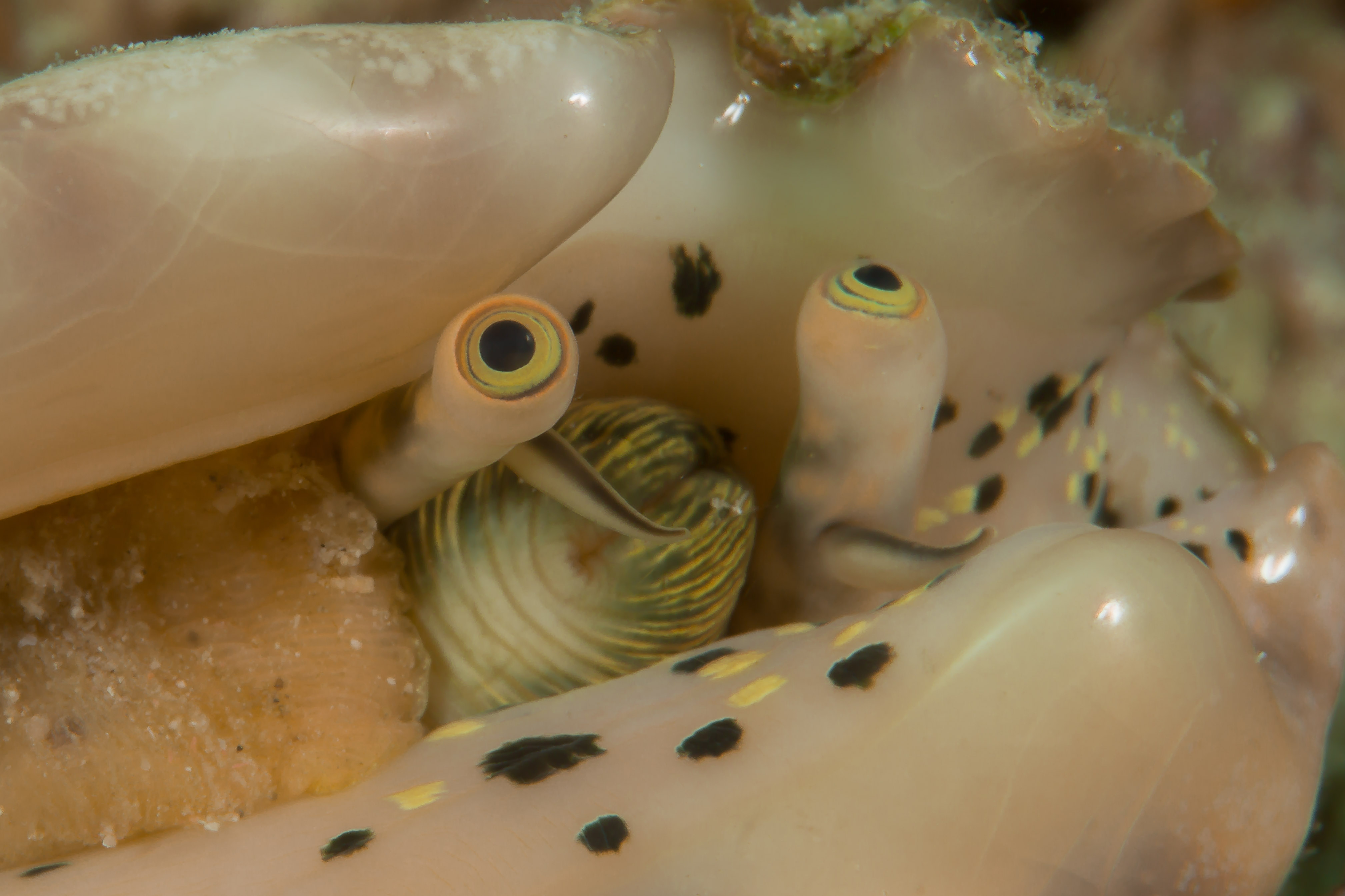 LENTIGO LENTIGINOSUS
