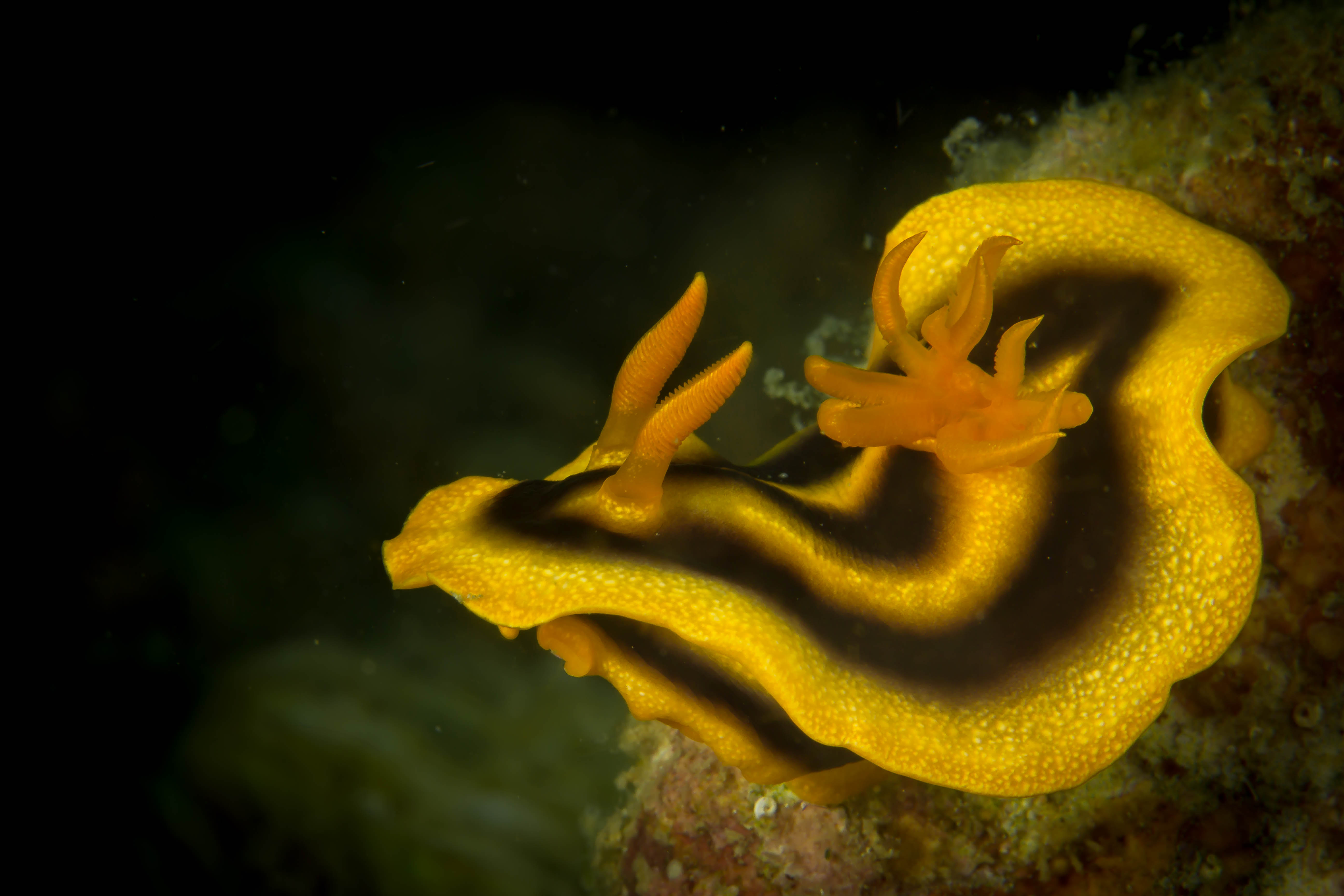 CHROMODORIS JOSHI
