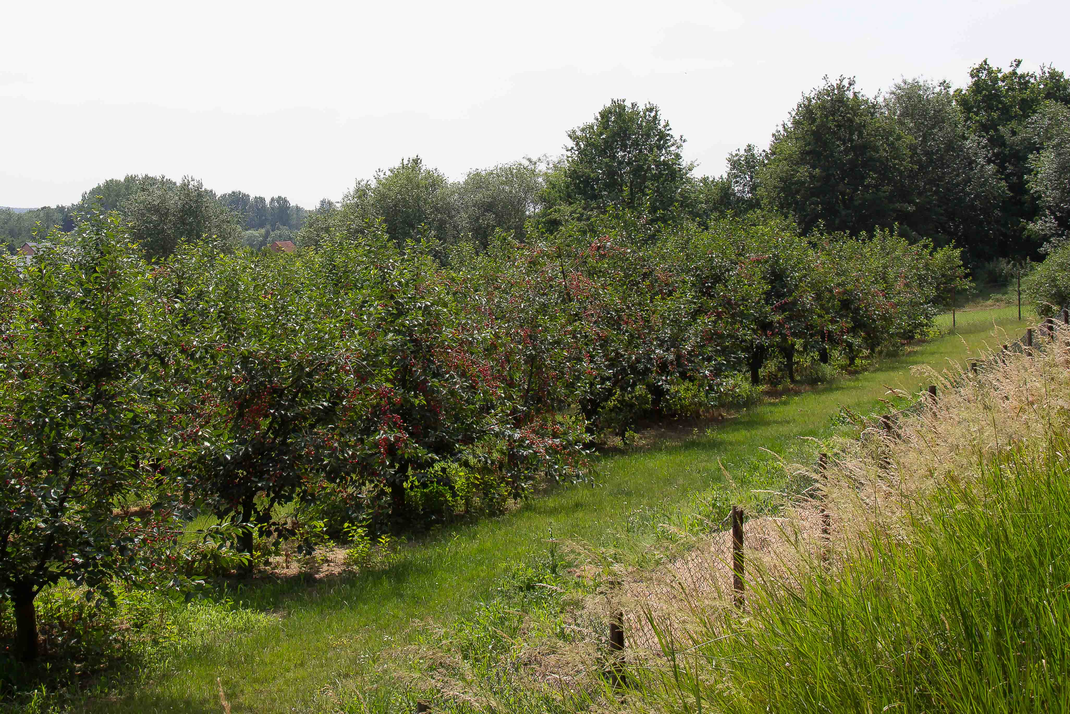 BELGIAN CHERRIES