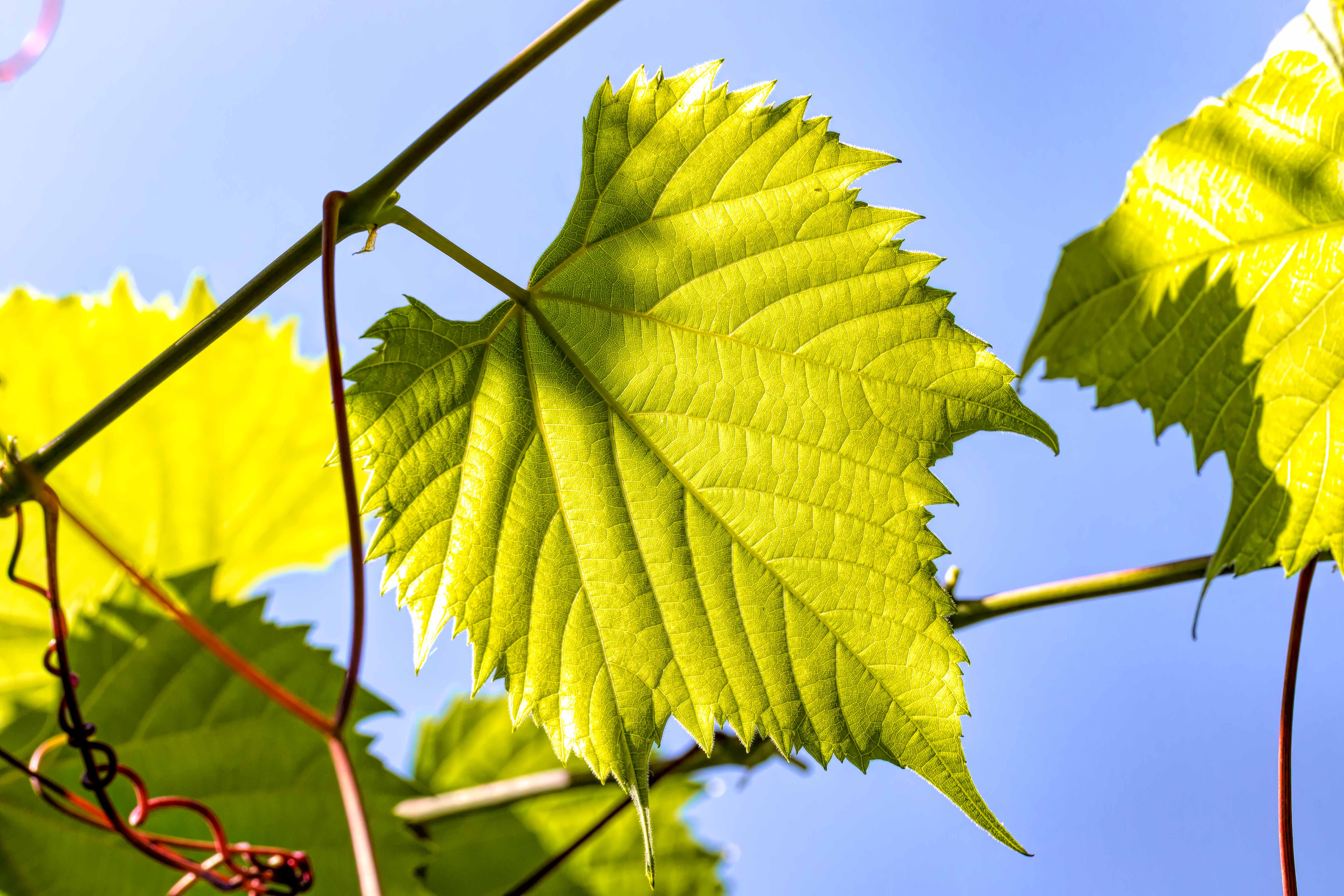 LEAF BSOUS