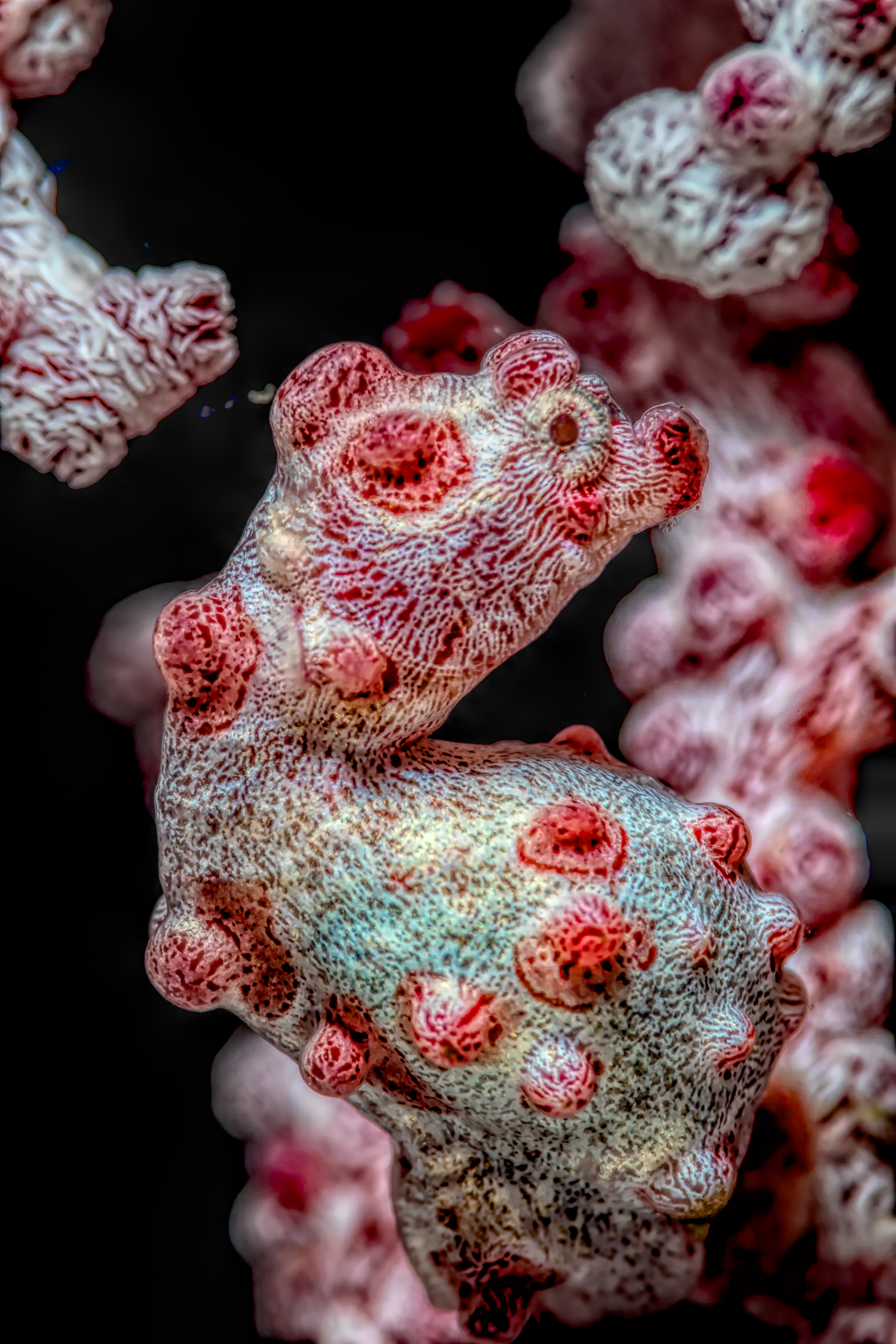 HIPPOCAMPUS BARGIBANTI