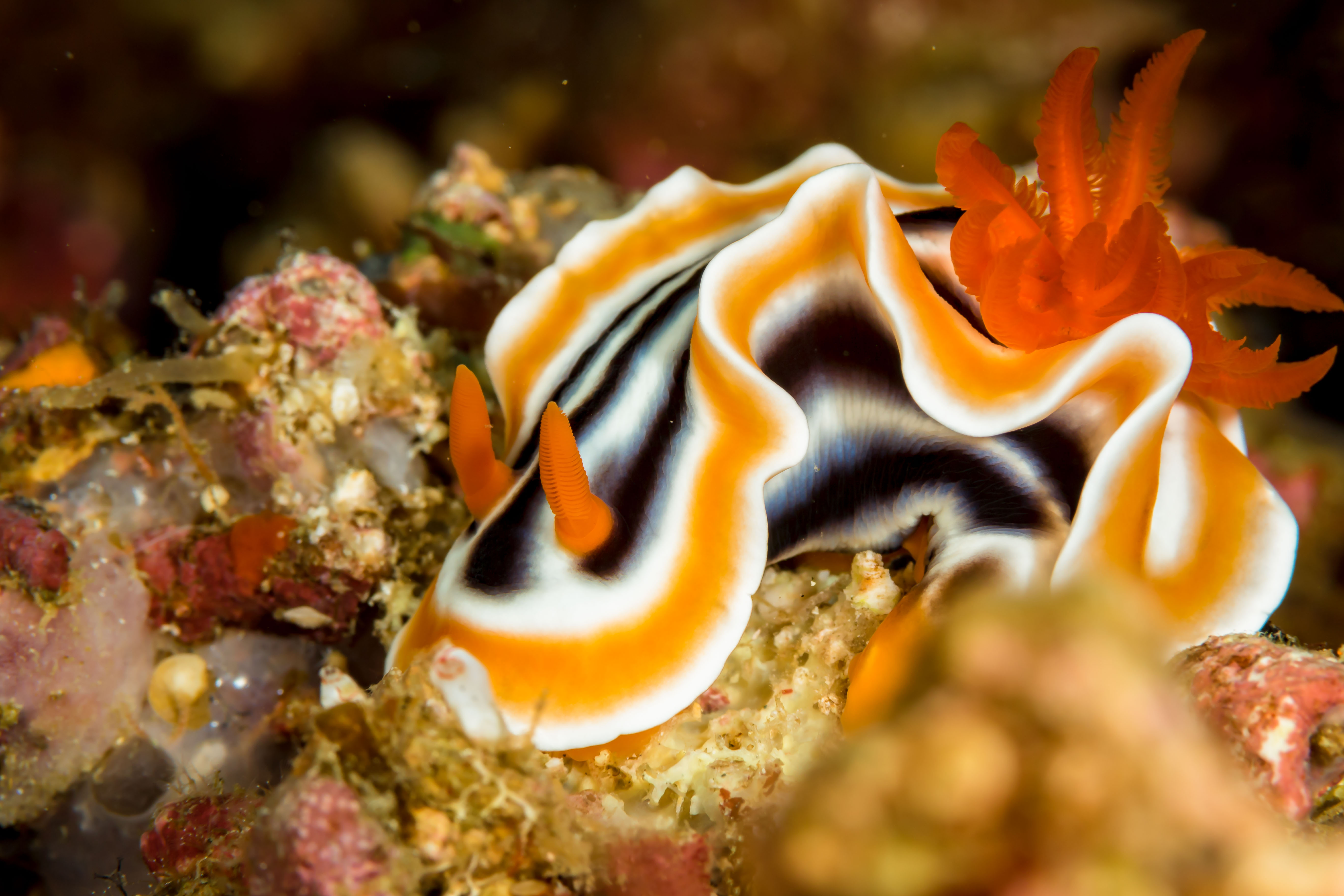CHROMODORIS MAGNIFICA