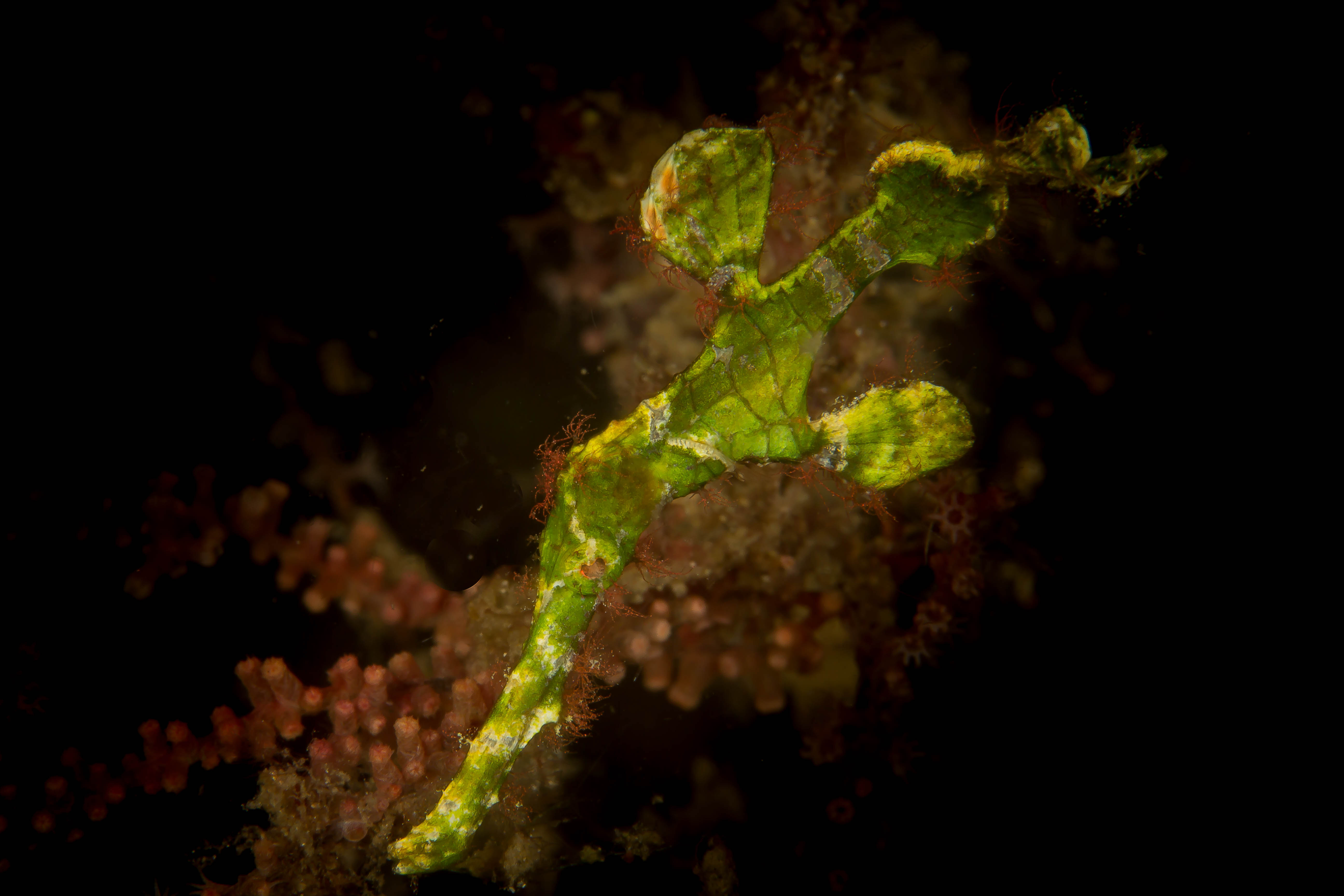SOLENOSTOMUS HALIMEDA
