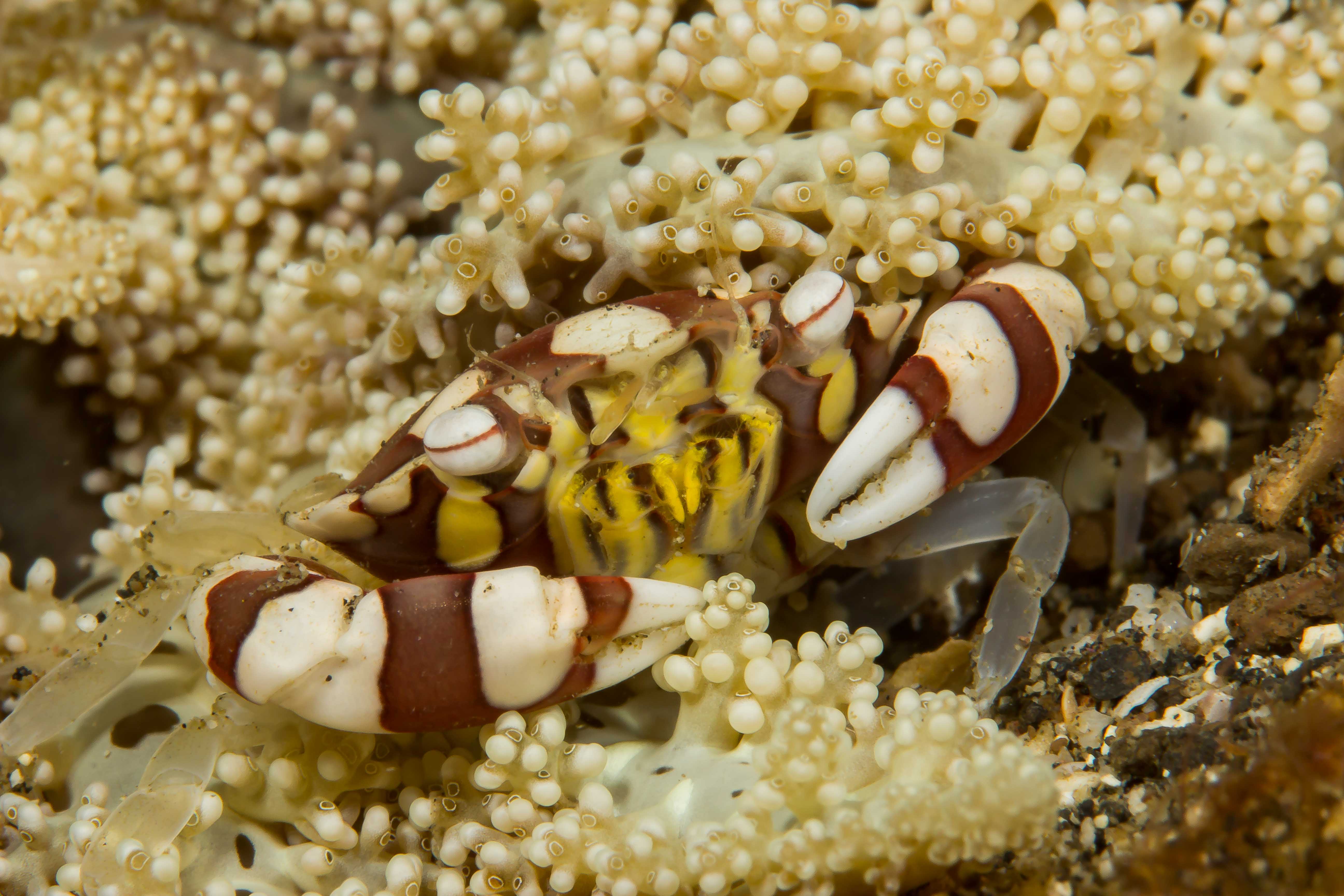 LISSOCARCINUS LAEVIS