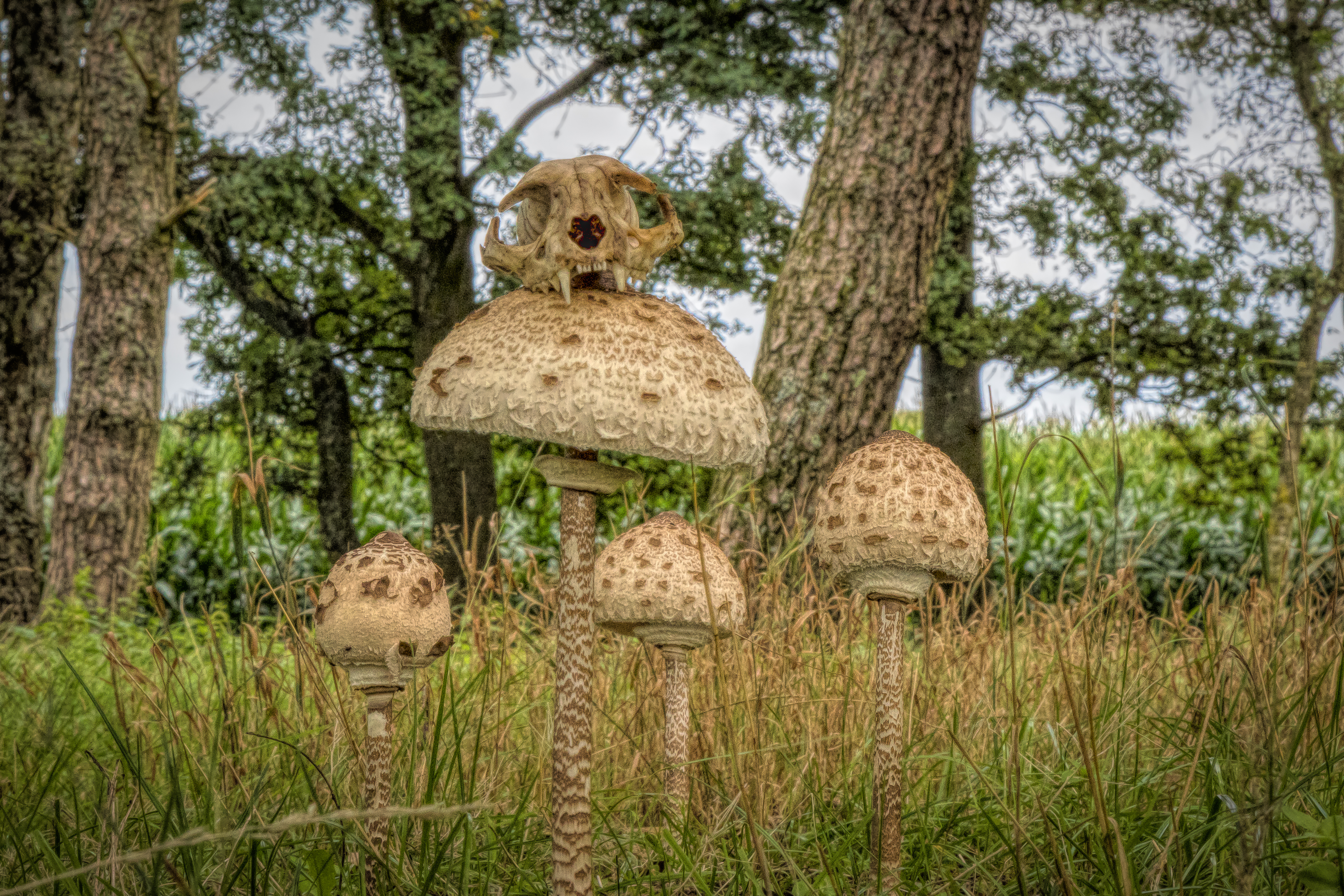 MACROLEPIOTA PROCERA