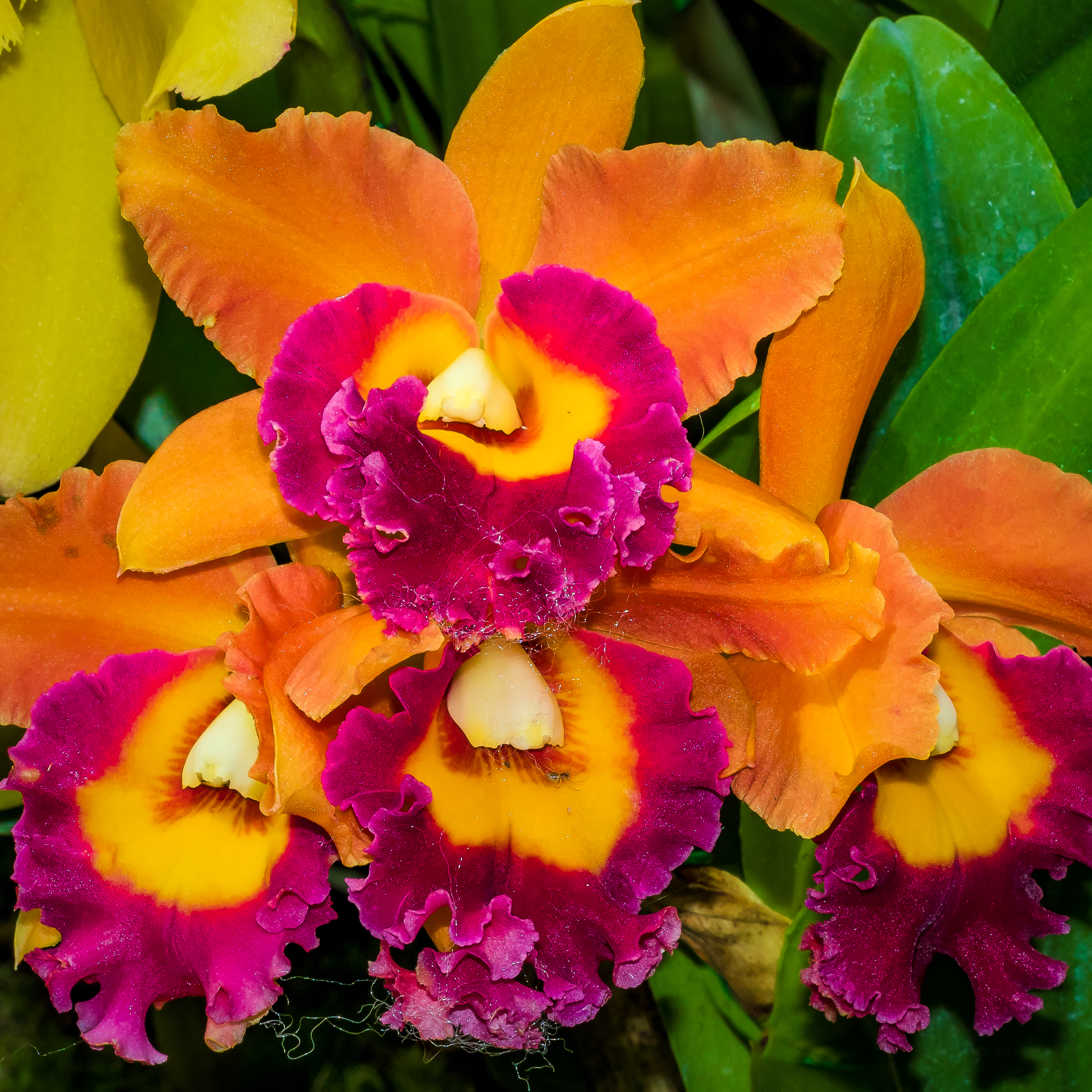 CATTLEYA