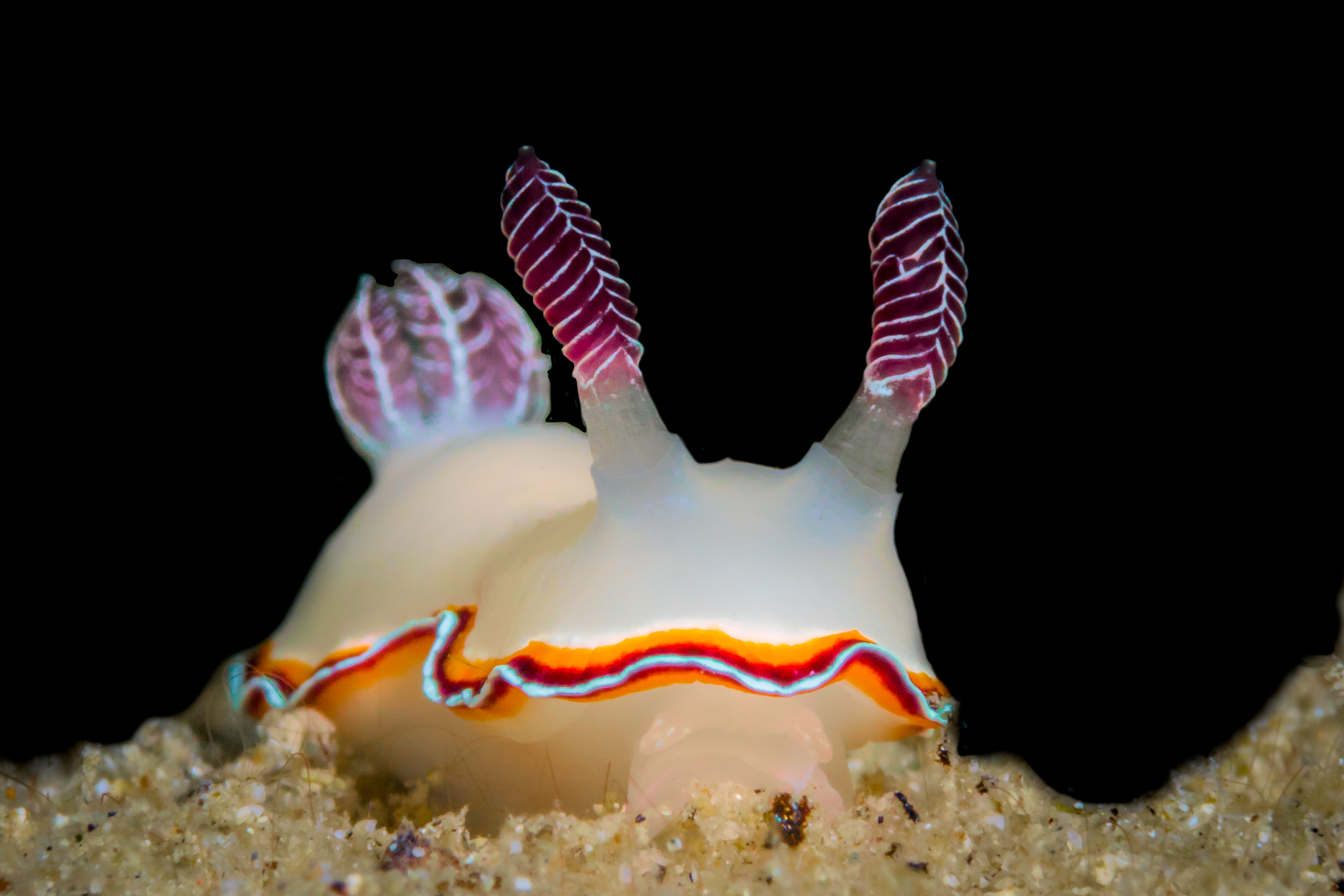 GONIOBRANCHUS PRECIOSUS