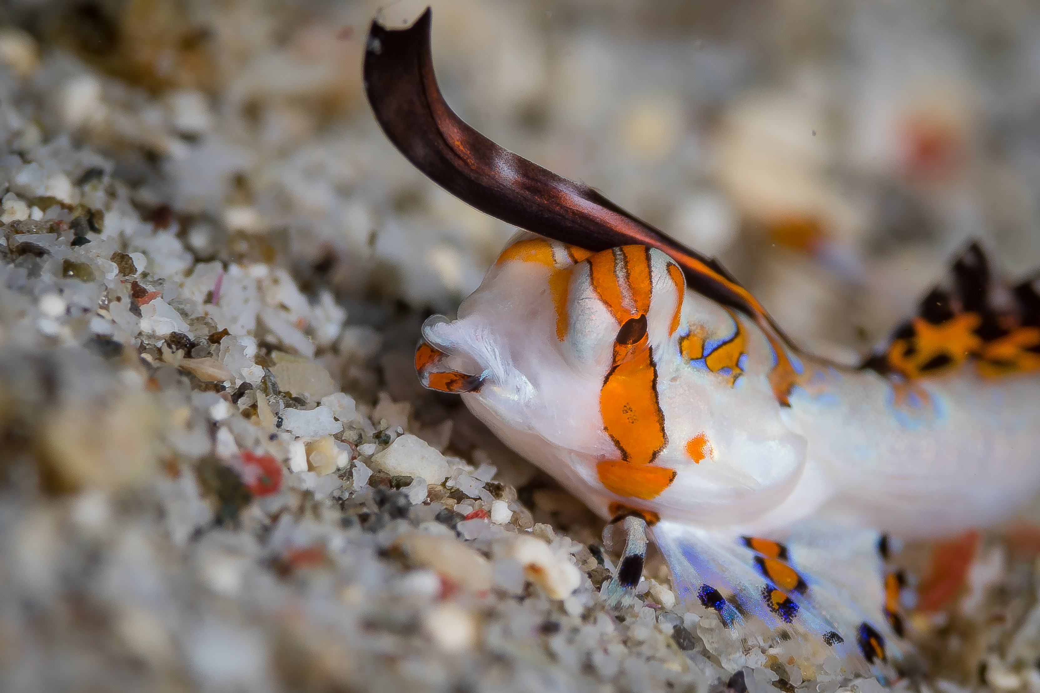 DACTYLOPUS KUITERI
