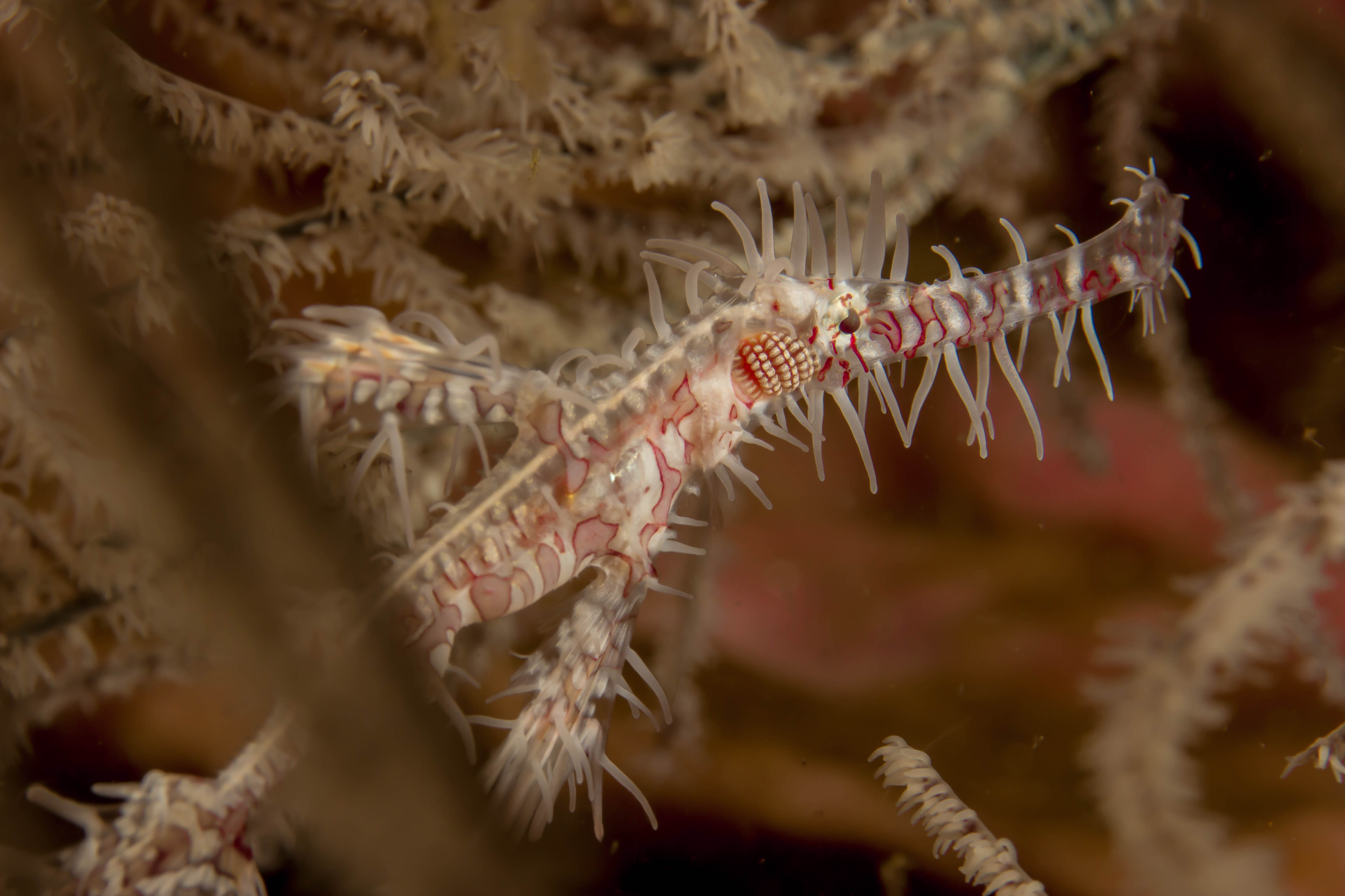SOLENOSTOMUS PARADOXUS