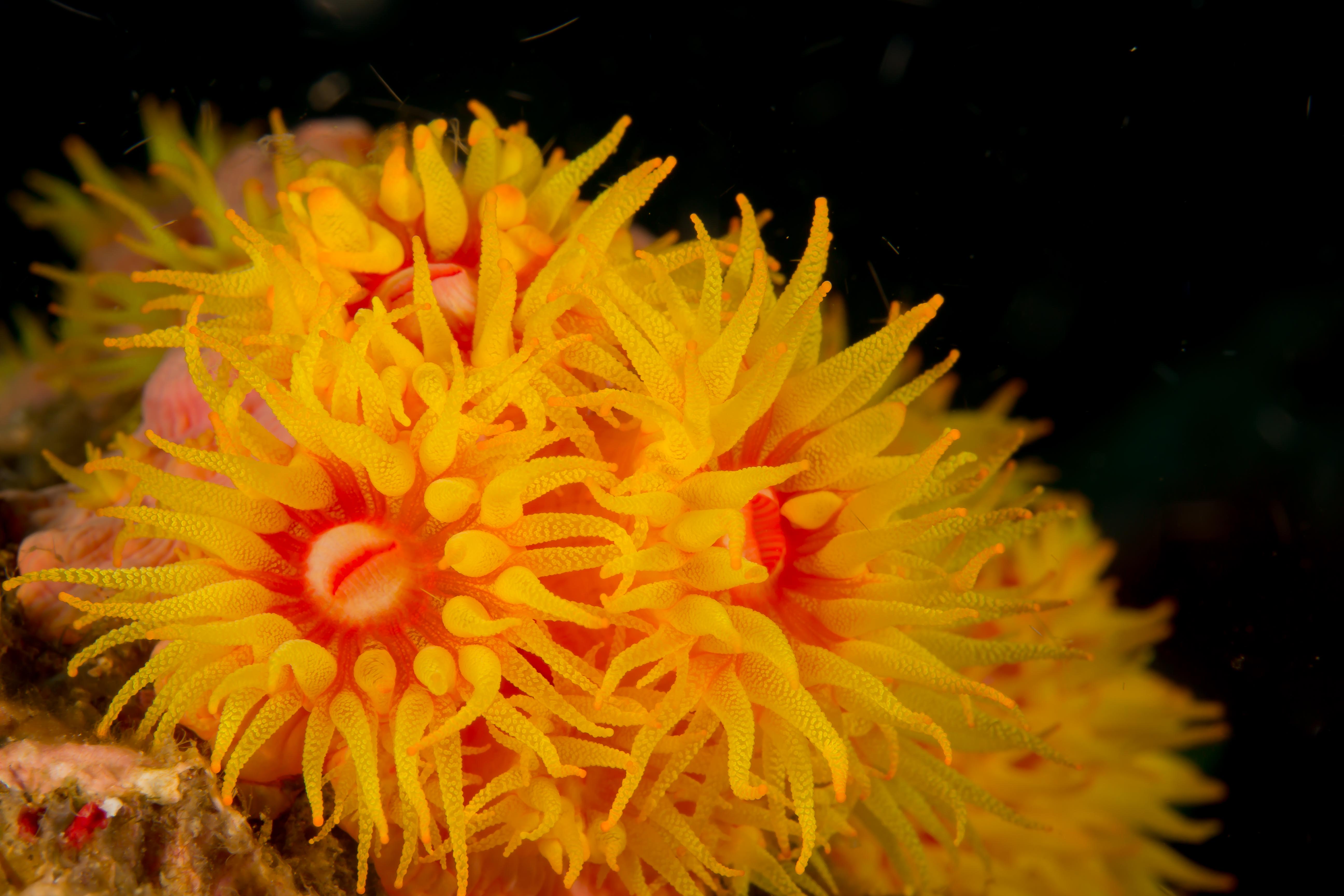 TUBASTRAEA COCCINEA