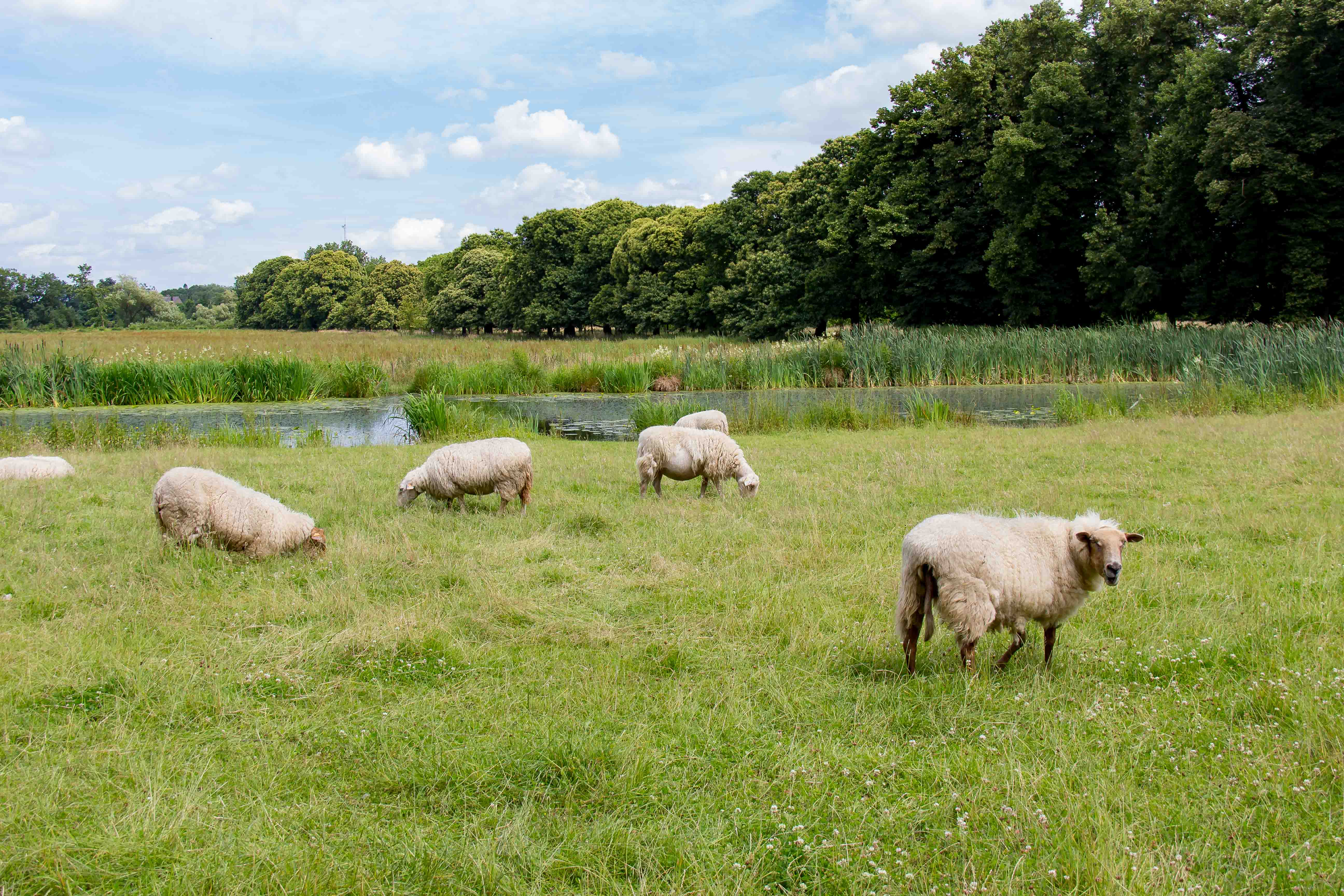SHEEP