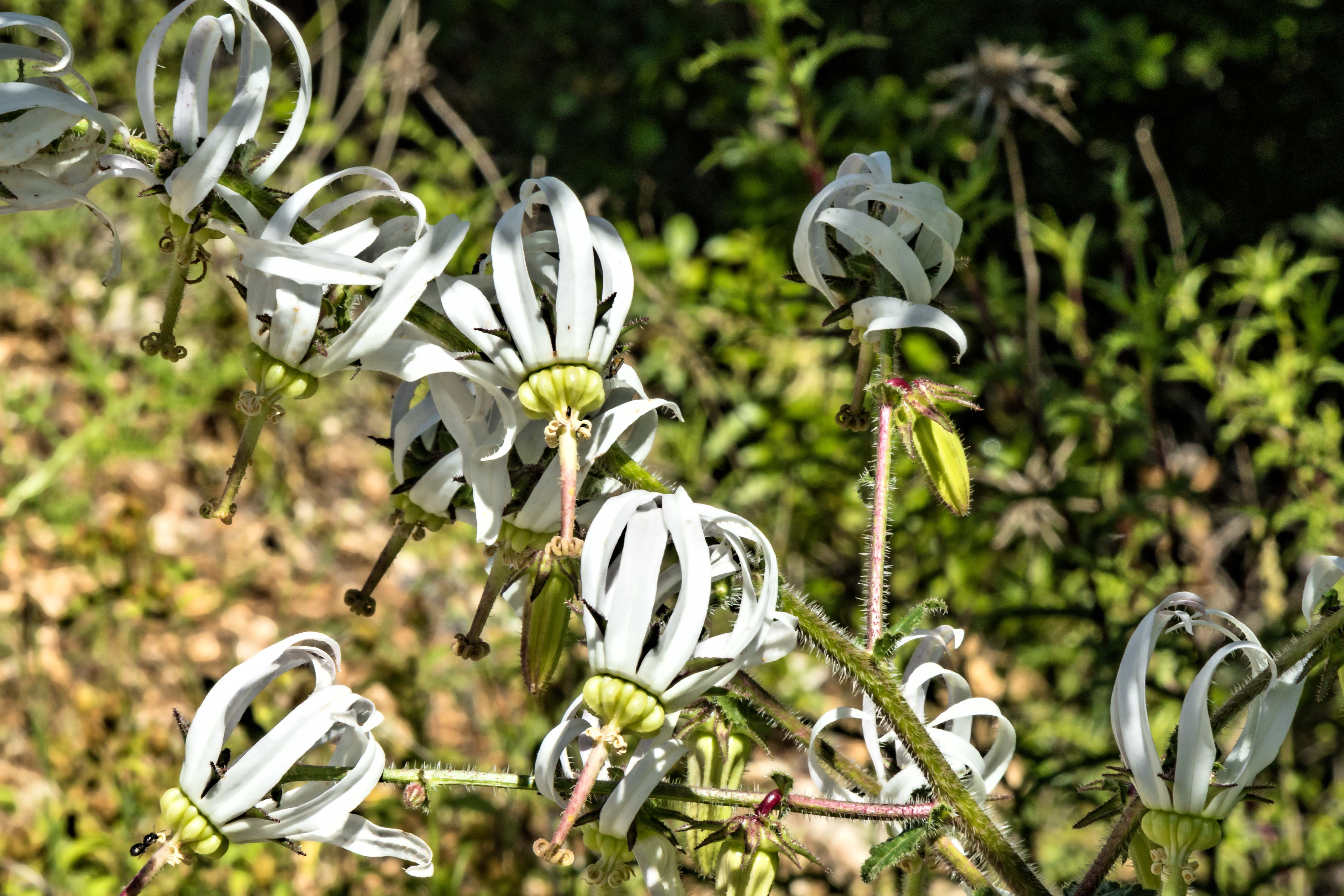 MICHAUXIA CAMPANULOIDES