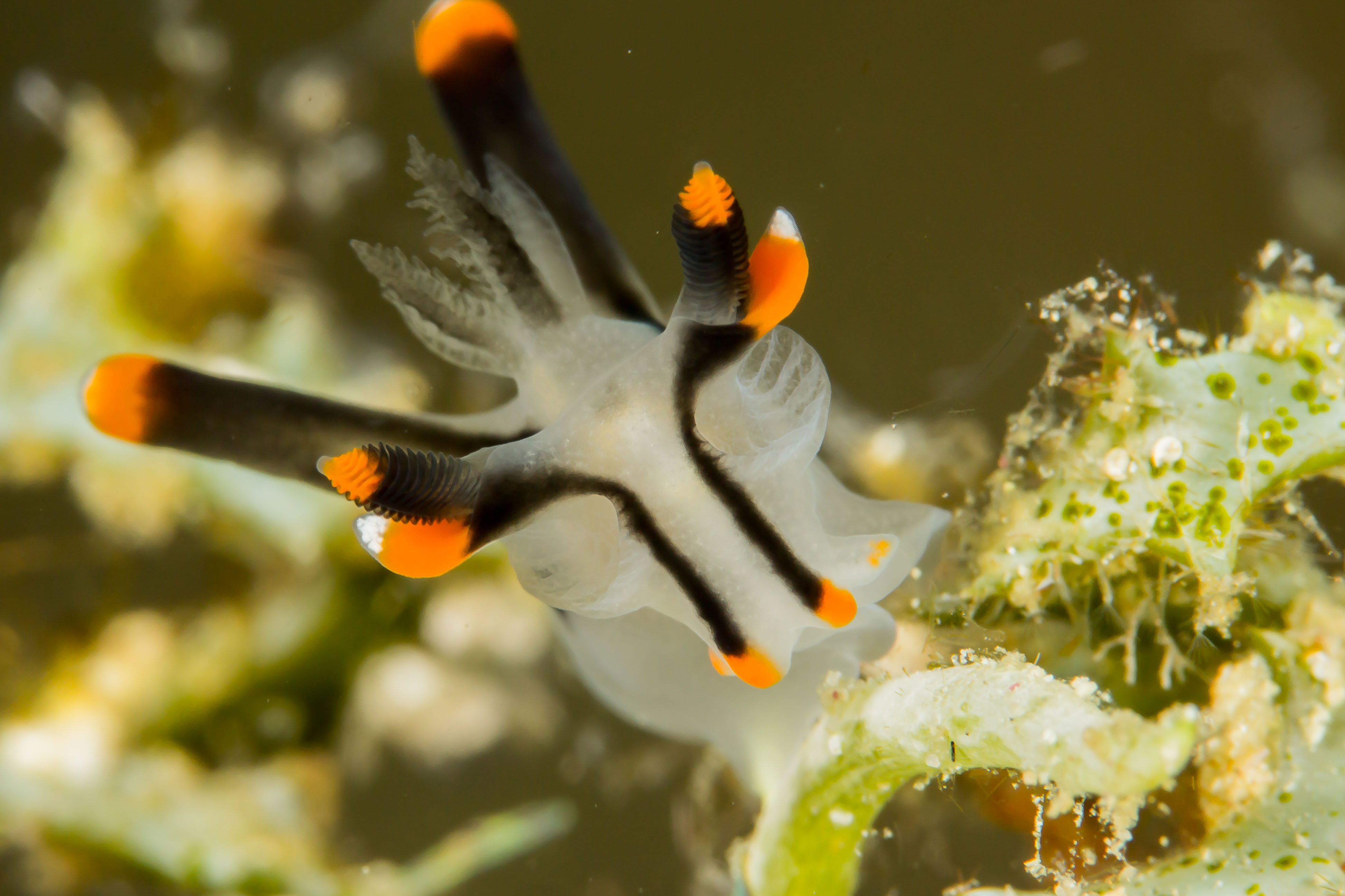 THECACERA PICTA