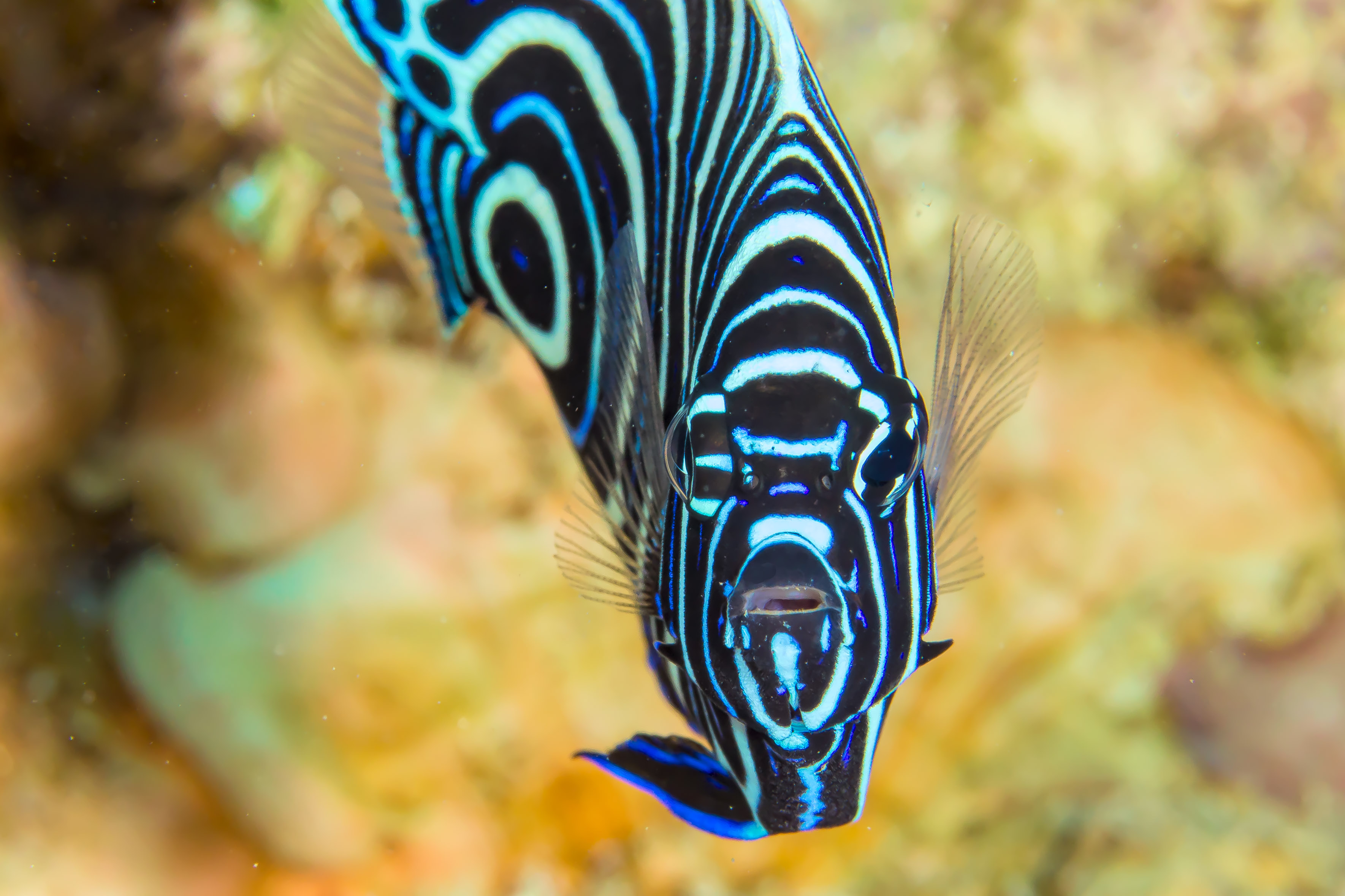 POMACANTHUS IMPERATOR-Edit-Edit