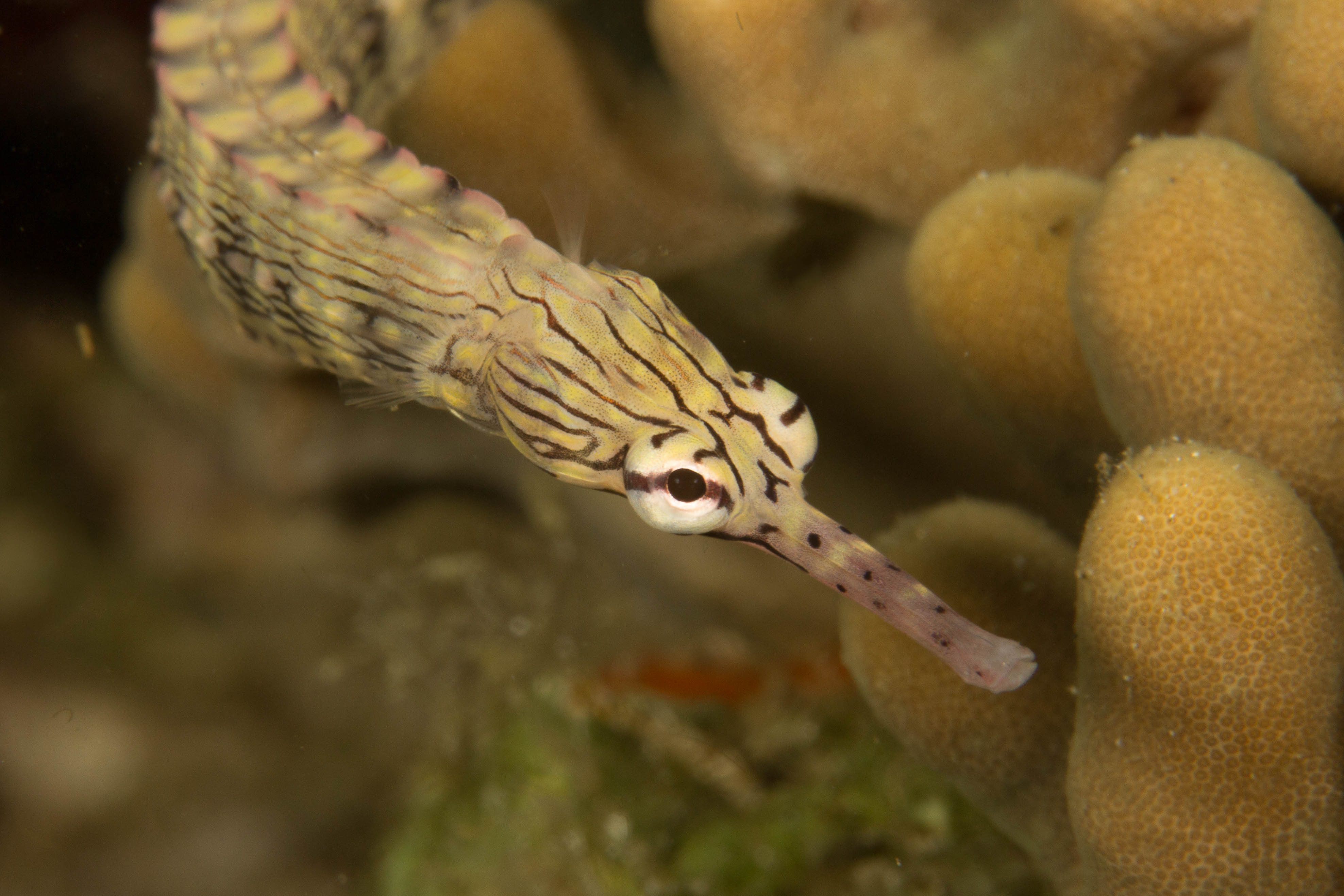 CORYTHOICHTHYS INTESTINALIS
