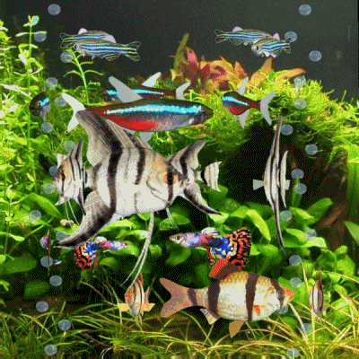 Tropical fish aquarium animation
