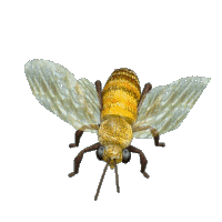 spinning bee animated gif
