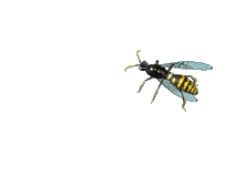 wasp running in circles