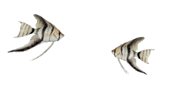 dancing angel fish gif animation