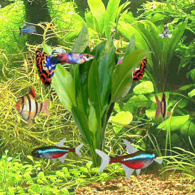 Animated tropical fish aquarium