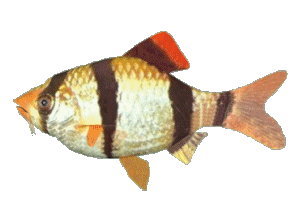 tiger-barb 3d gif animation