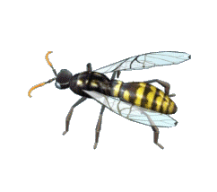 wasp spinning animated gif