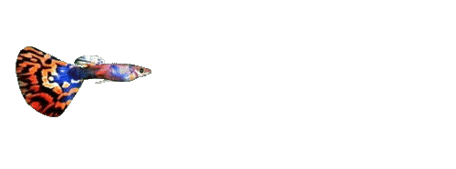 guppy swimming in a circle animated gif